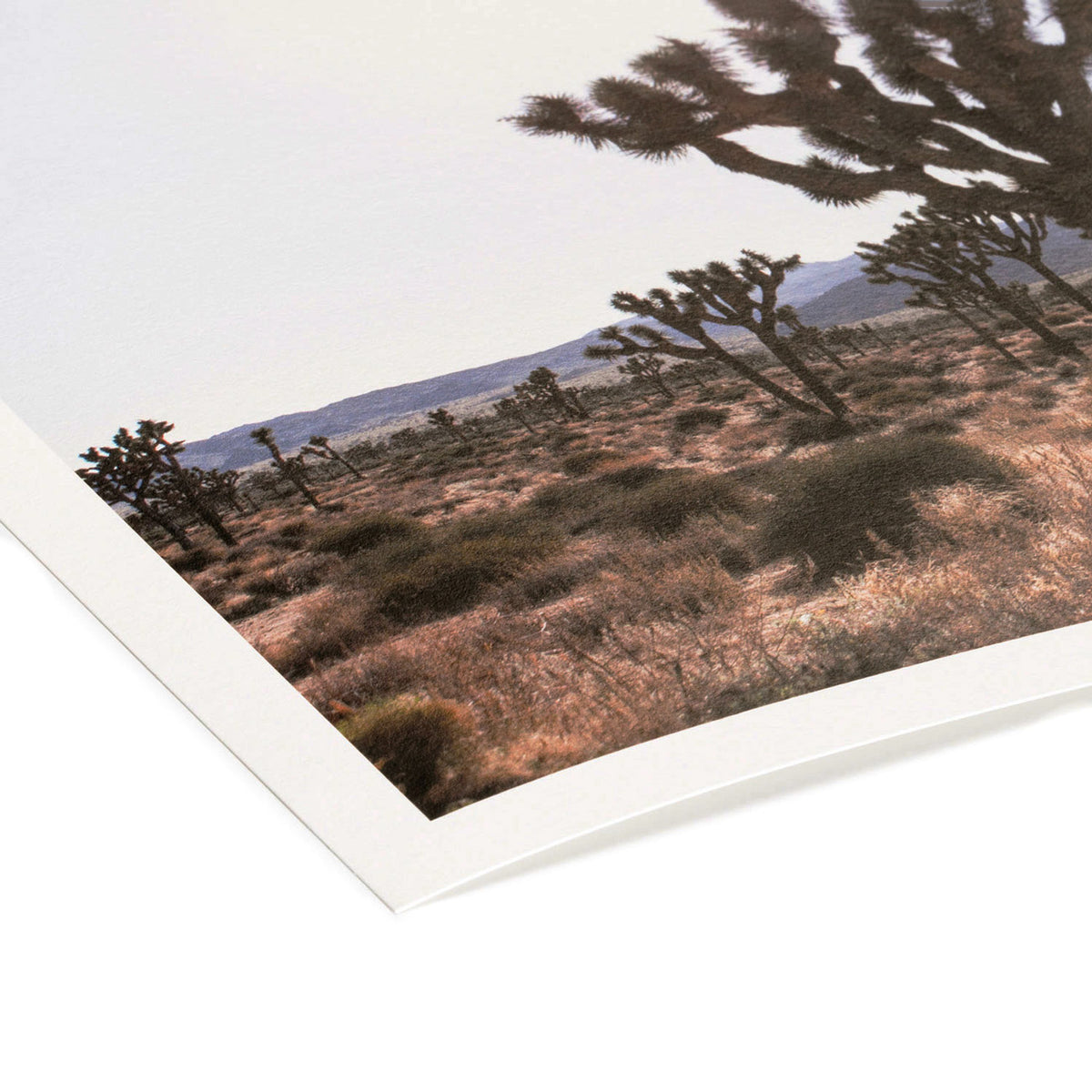 Hahnemühle Photo Rag archival cotton paper, 308gsm, used for all Photo & Craft fine art editions