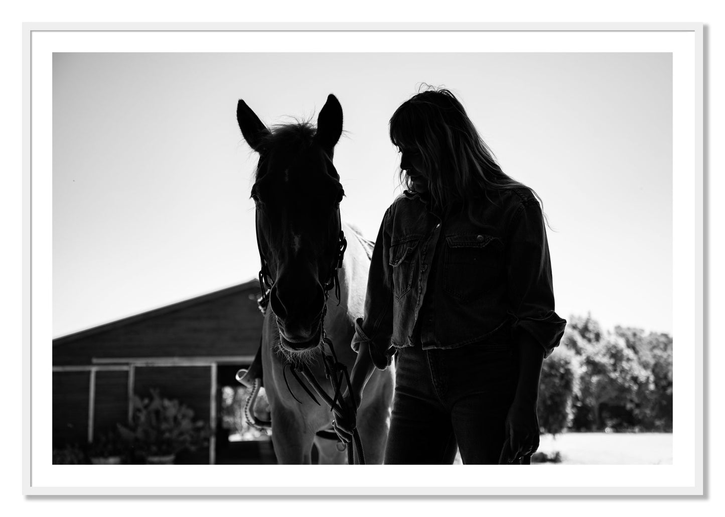 Framed photograph of American Quarter Horse by Dylan Ozanich, White frame, Borders