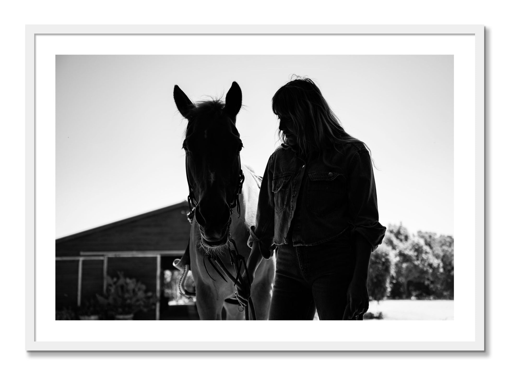 Framed photograph of American Quarter Horse by Dylan Ozanich, White frame, Borders