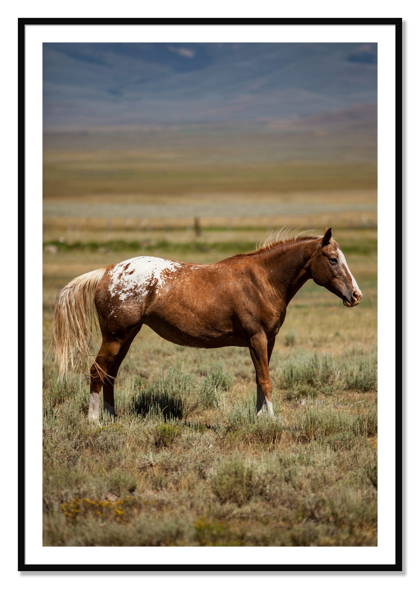 Framed photograph of Appaloosa by Dylan Ozanich, Black frame, Borders