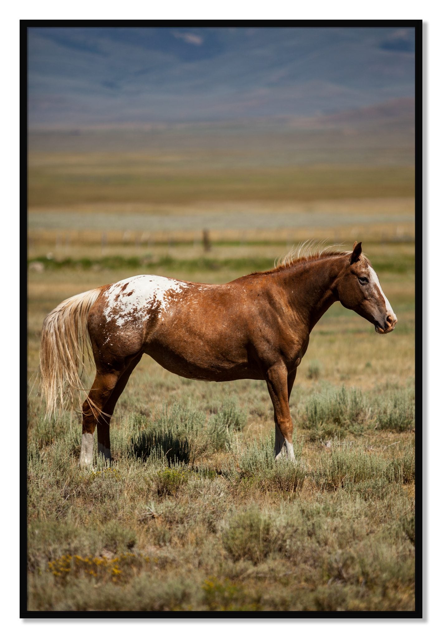 Framed photograph of Appaloosa by Dylan Ozanich, Black frame, Full Bleed
