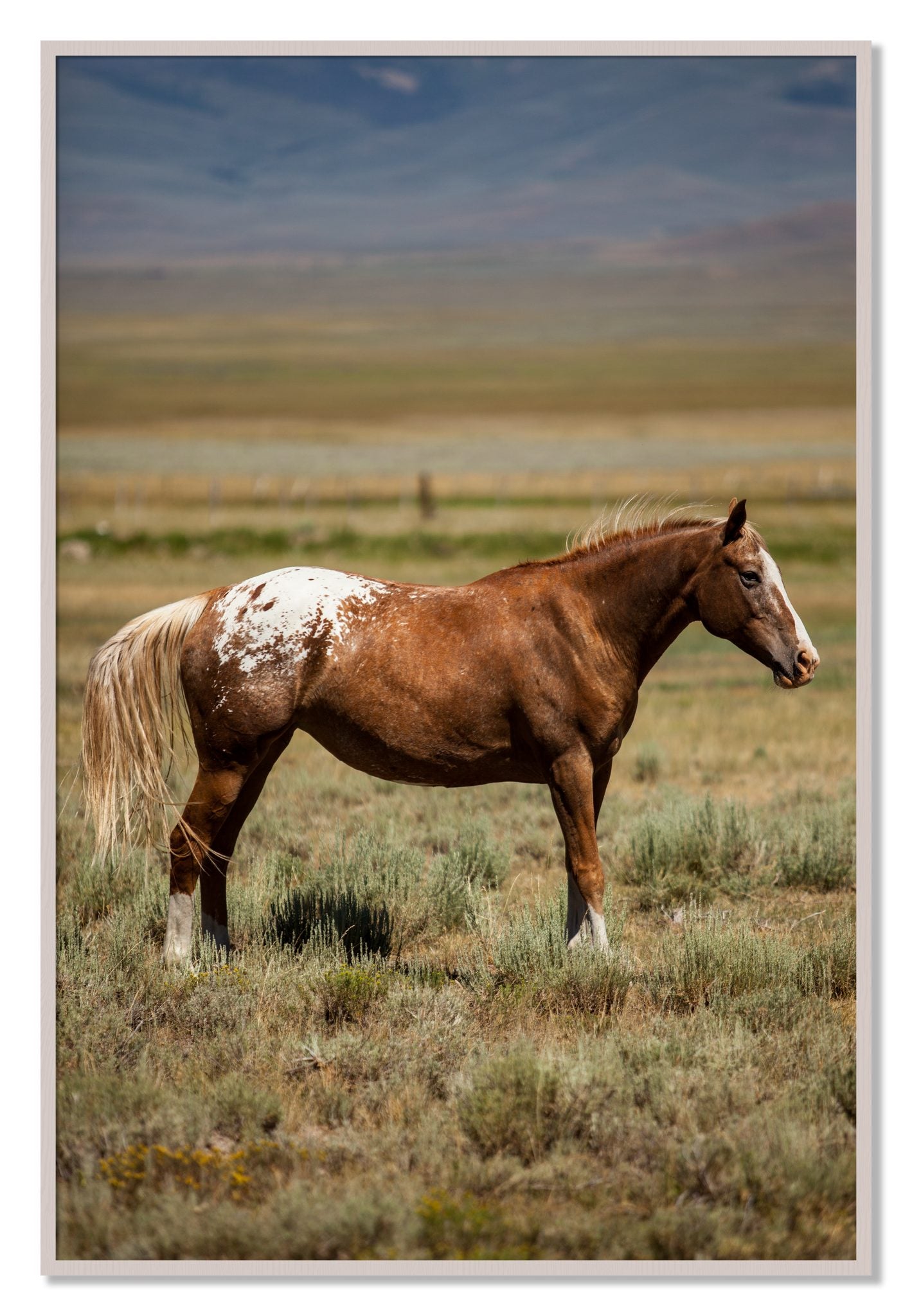 Framed photograph of Appaloosa by Dylan Ozanich, White Maple frame, Full Bleed