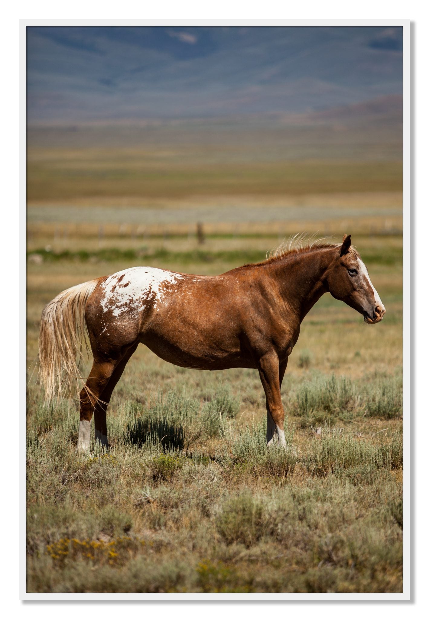 Framed photograph of Appaloosa by Dylan Ozanich, White frame, Full Bleed