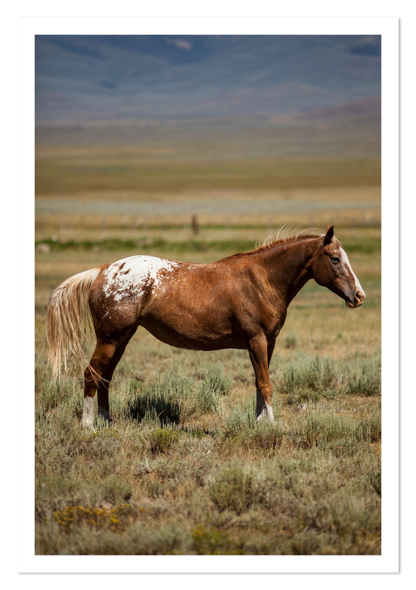 Fine art print of Appaloosa by Dylan Ozanich, unframed