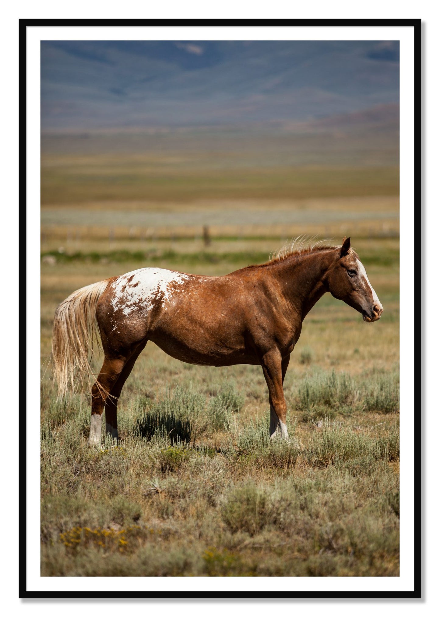 Framed photograph of Appaloosa by Dylan Ozanich, Black frame, Borders