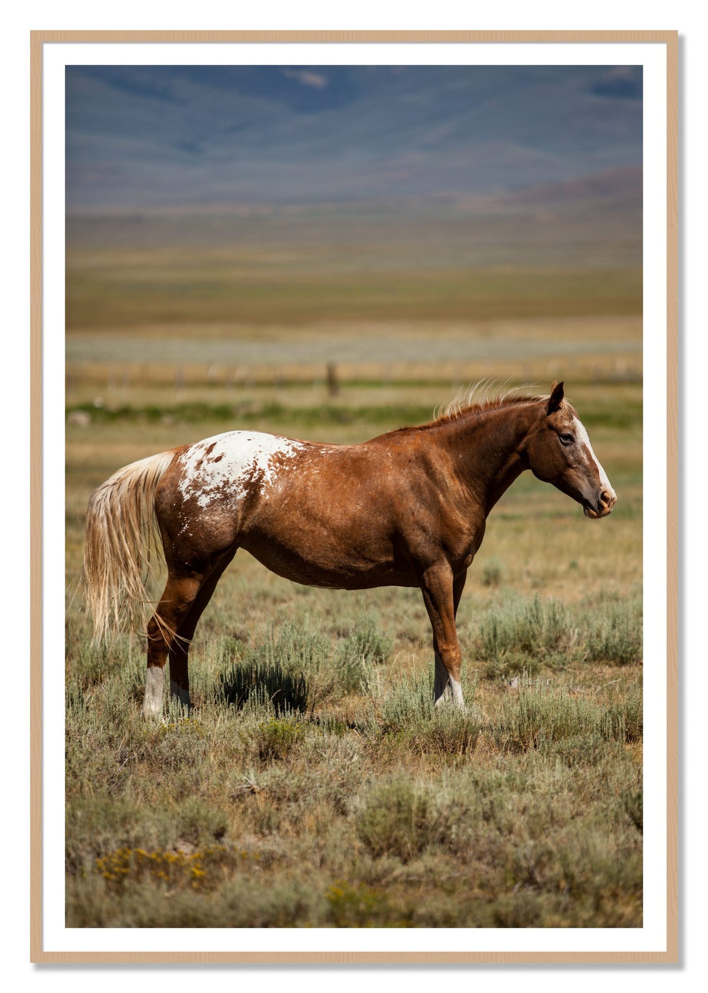 Framed photograph of Appaloosa by Dylan Ozanich, Oak frame, Borders