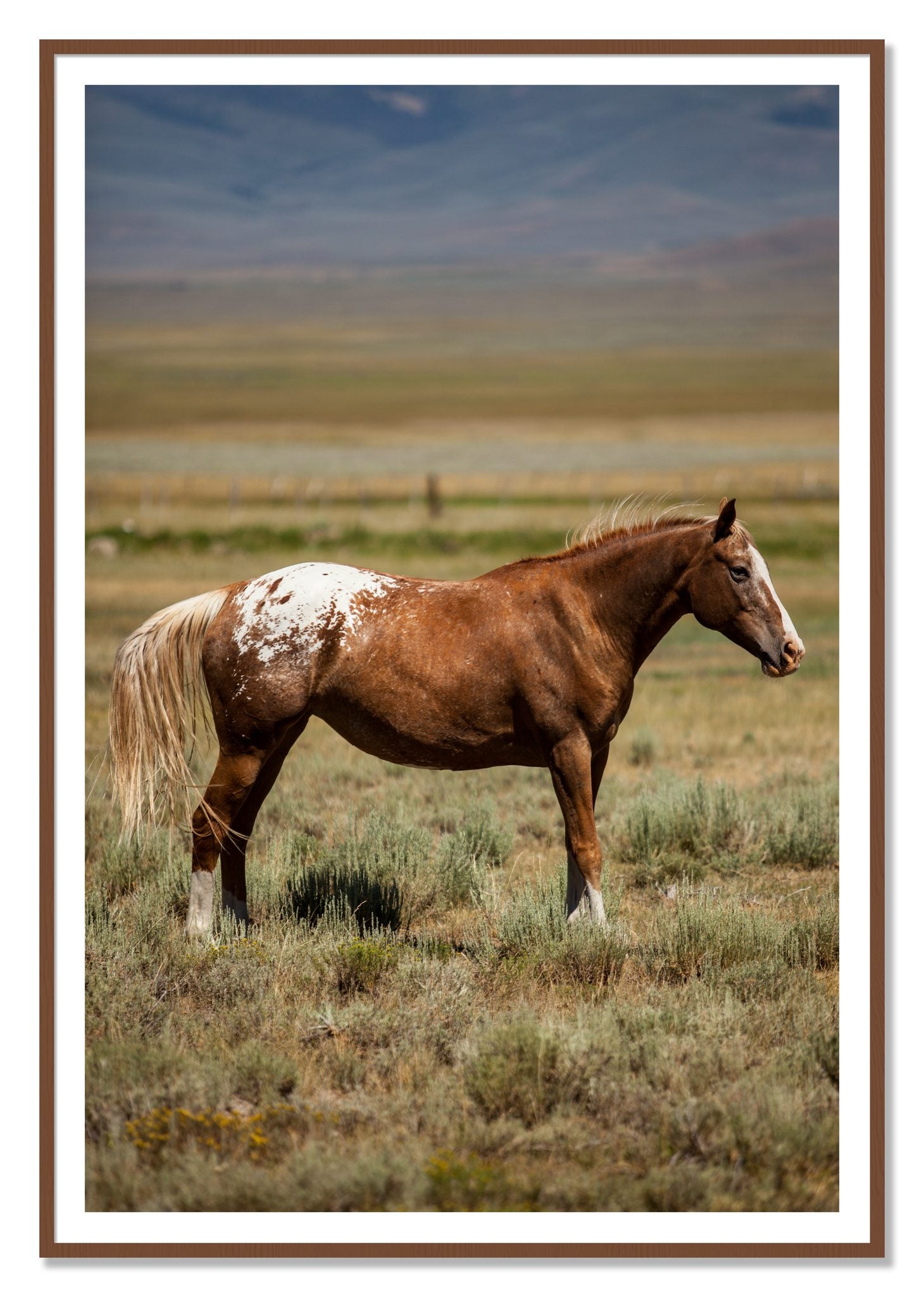 Framed photograph of Appaloosa by Dylan Ozanich, Walnut frame, Borders