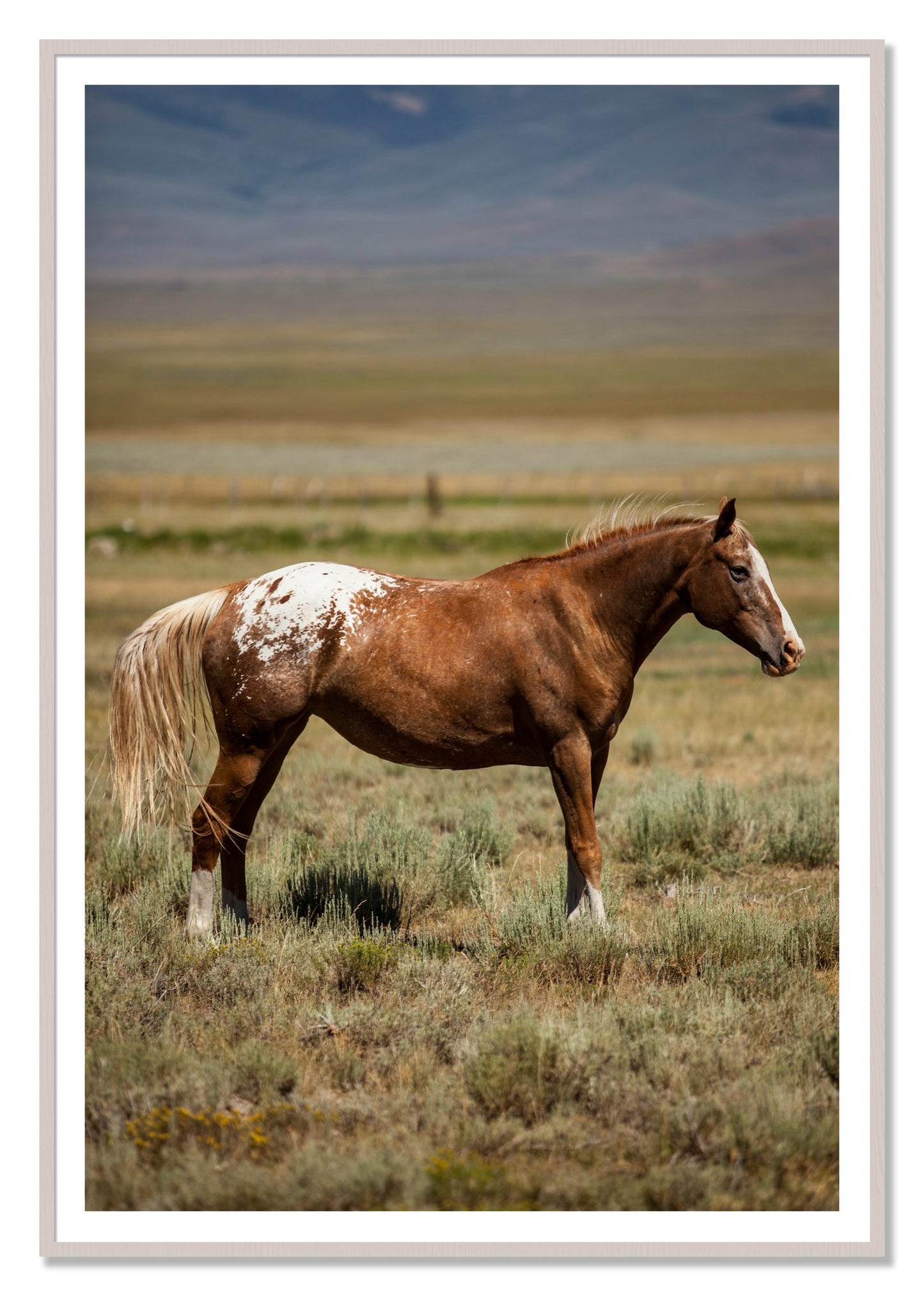 Framed photograph of Appaloosa by Dylan Ozanich, White Maple frame, Borders