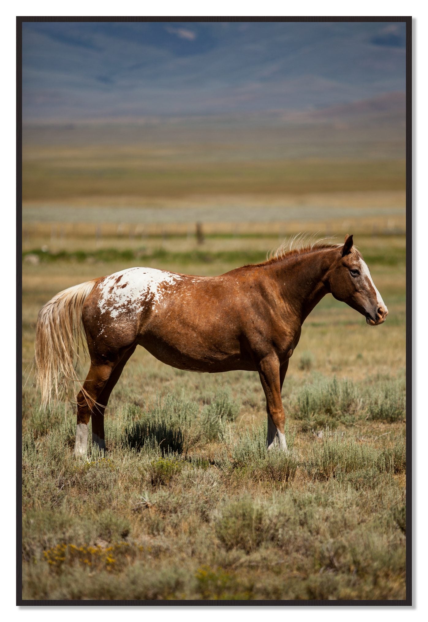 Framed photograph of Appaloosa by Dylan Ozanich, Black Walnut frame, Full Bleed