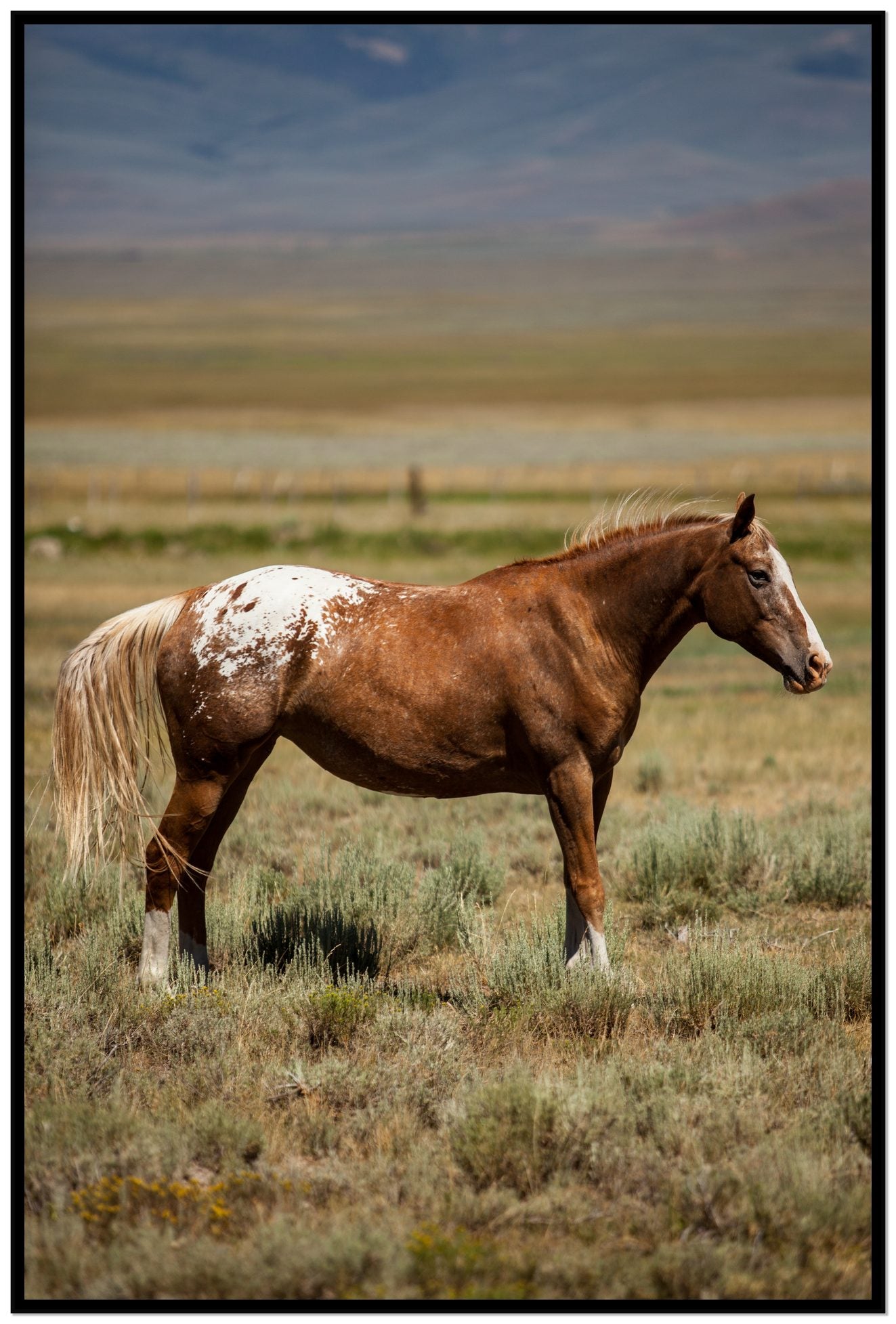 Framed photograph of Appaloosa by Dylan Ozanich, Black frame, Full Bleed