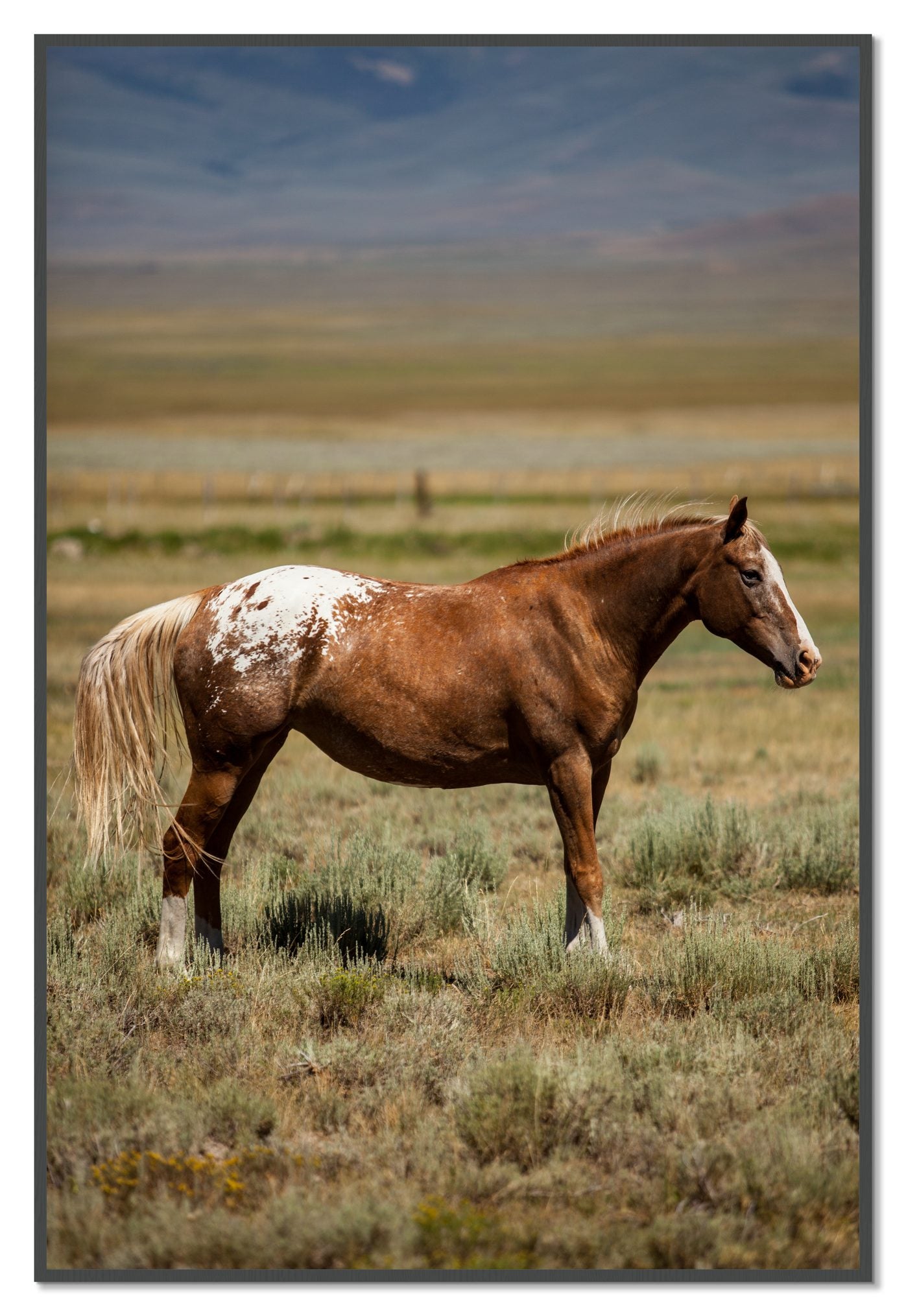 Framed photograph of Appaloosa by Dylan Ozanich, Grey frame, Full Bleed