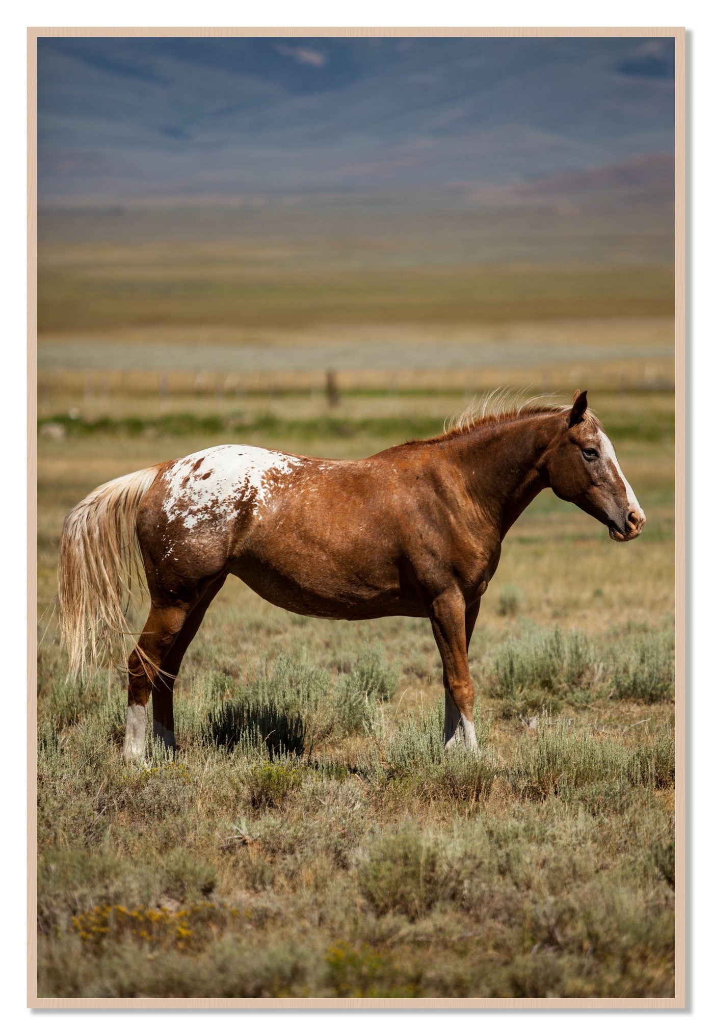 Framed photograph of Appaloosa by Dylan Ozanich, Maple frame, Full Bleed