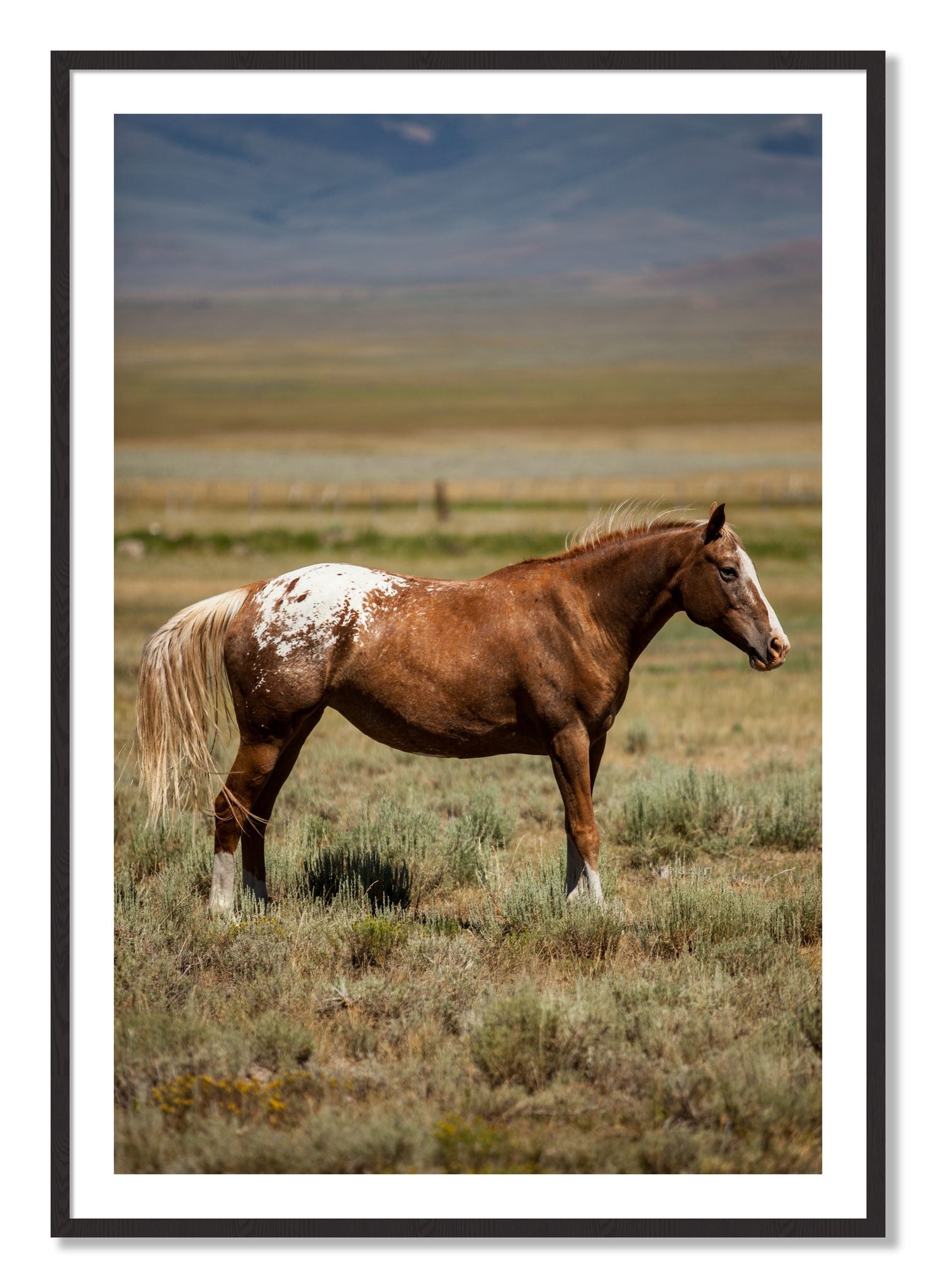 Framed photograph of Appaloosa by Dylan Ozanich, Black Walnut frame, Borders