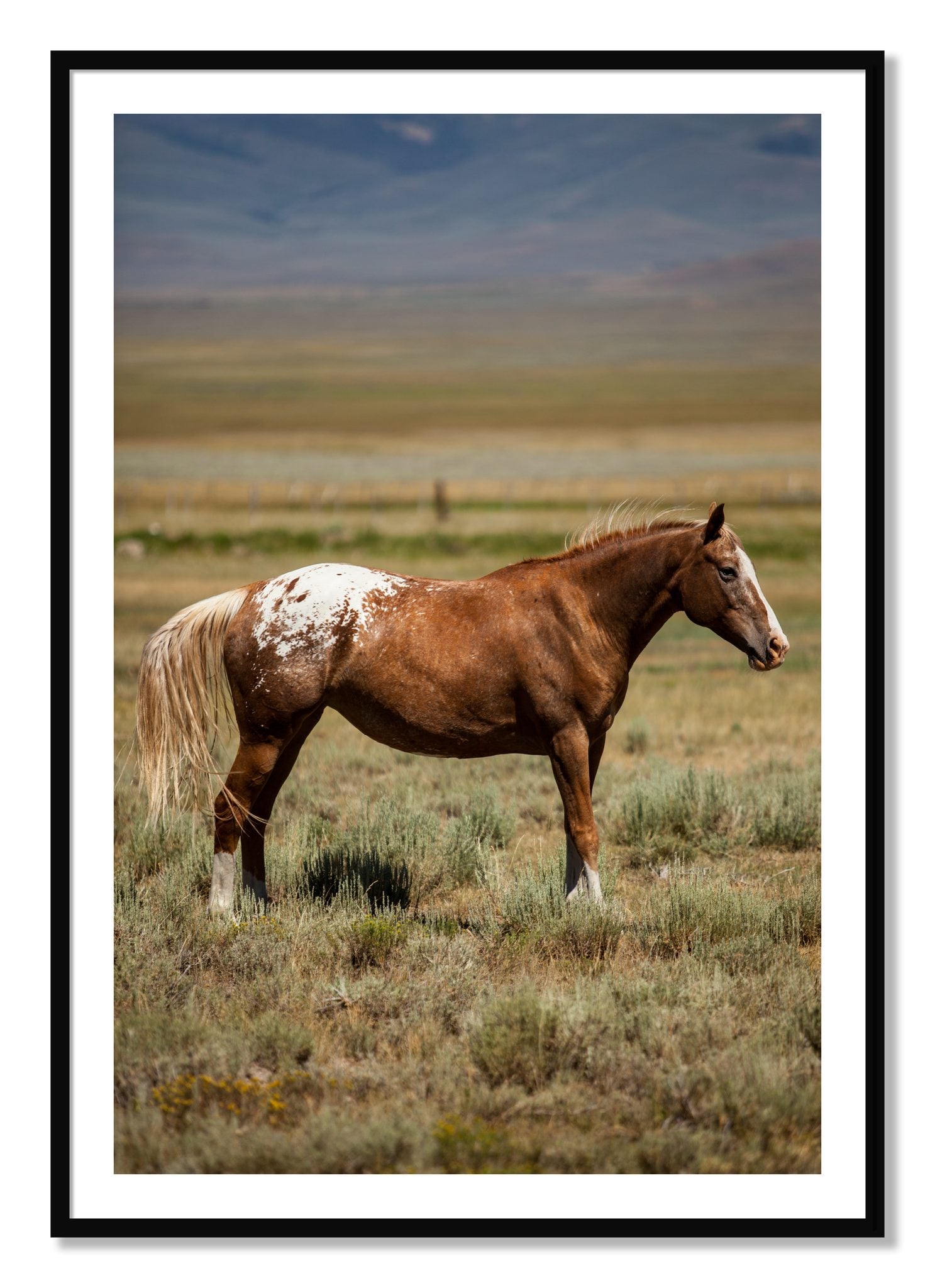 Framed photograph of Appaloosa by Dylan Ozanich, Black frame, Borders