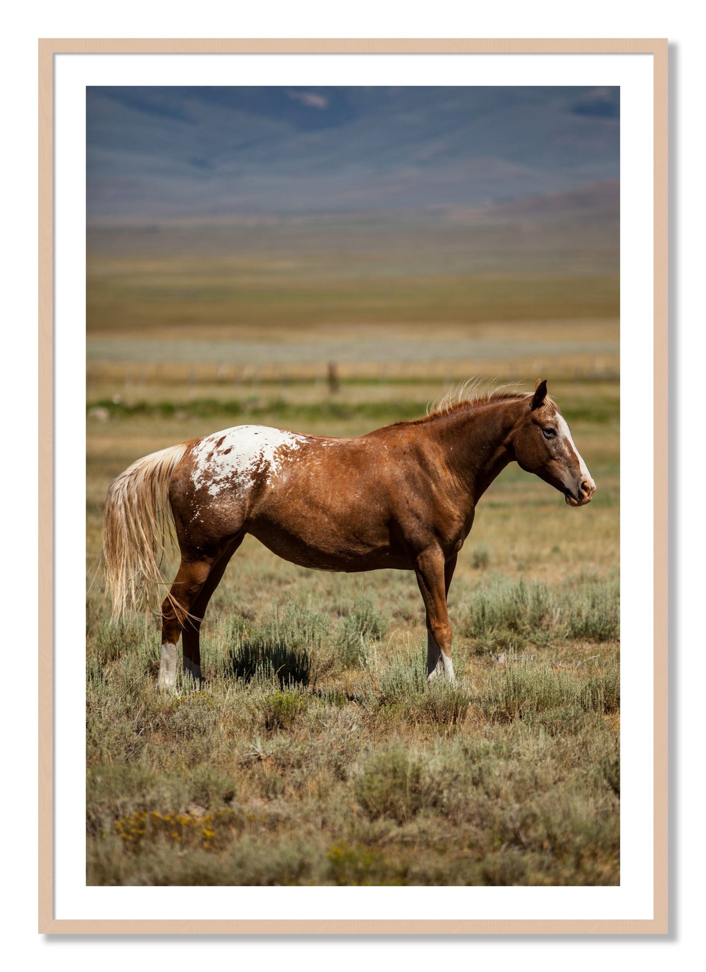 Framed photograph of Appaloosa by Dylan Ozanich, Maple frame, Borders