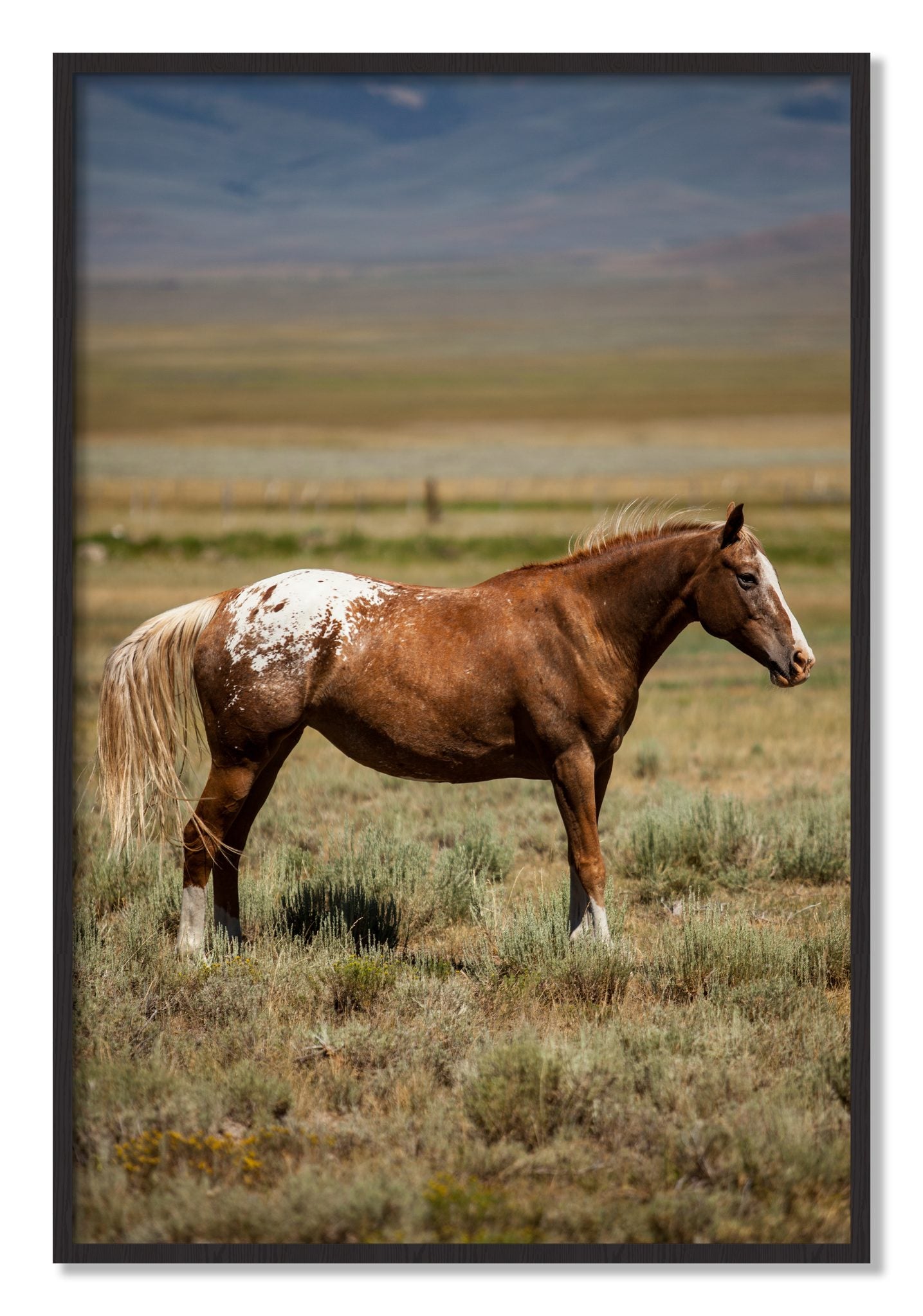 Framed photograph of Appaloosa by Dylan Ozanich, Black Walnut frame, Full Bleed