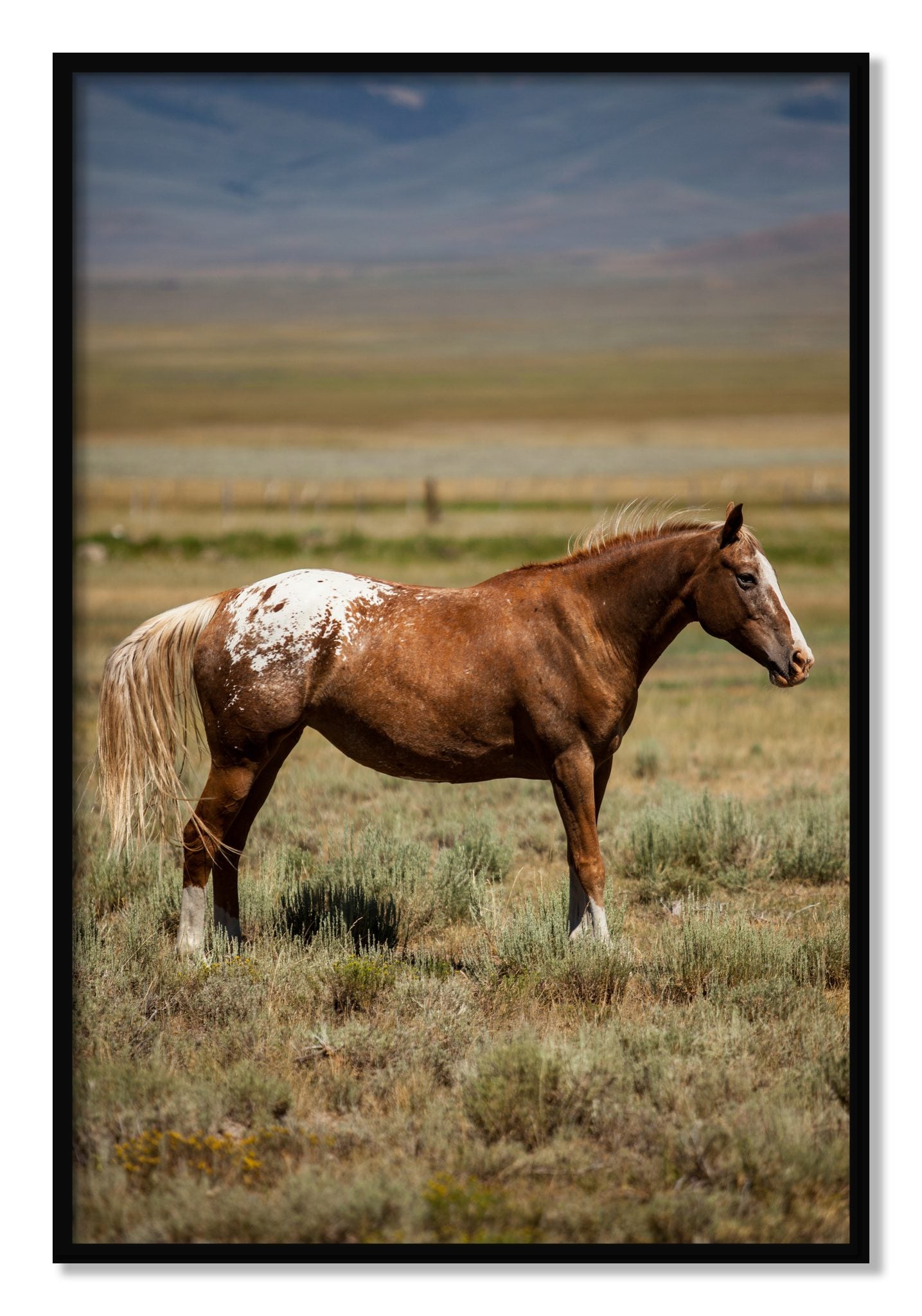 Framed photograph of Appaloosa by Dylan Ozanich, Black frame, Full Bleed