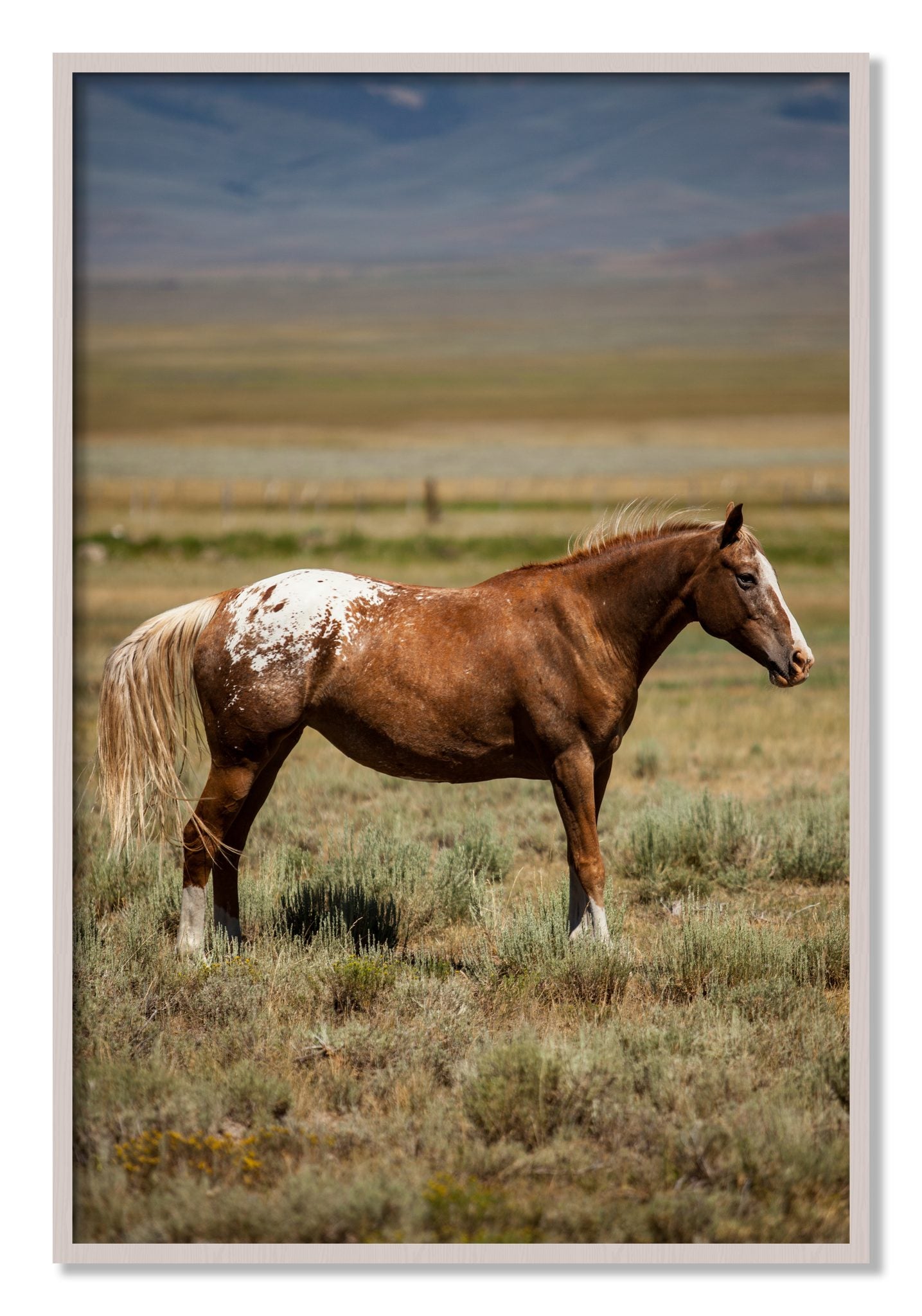 Framed photograph of Appaloosa by Dylan Ozanich, White Maple frame, Full Bleed