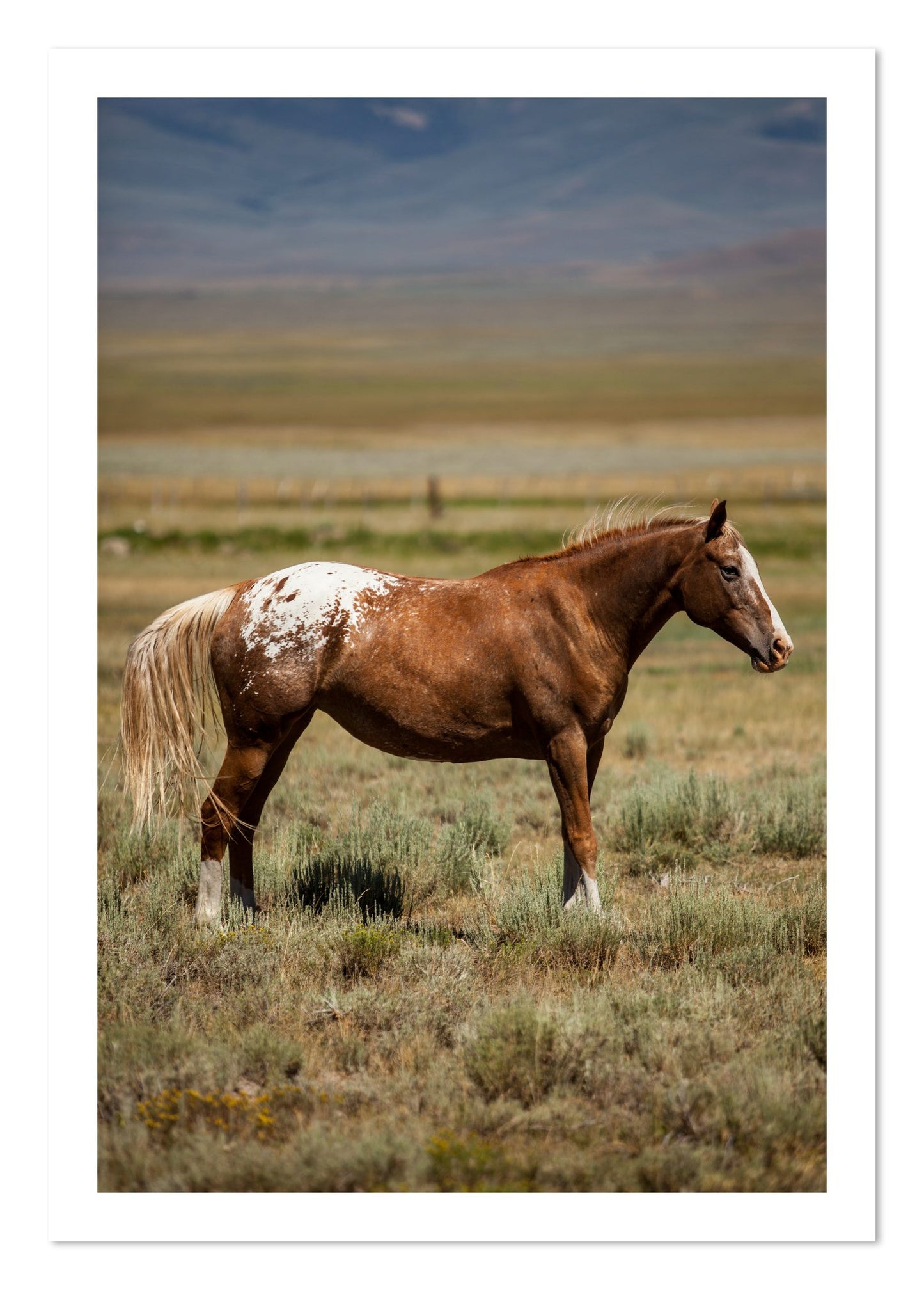 Fine art print of Appaloosa by Dylan Ozanich, unframed