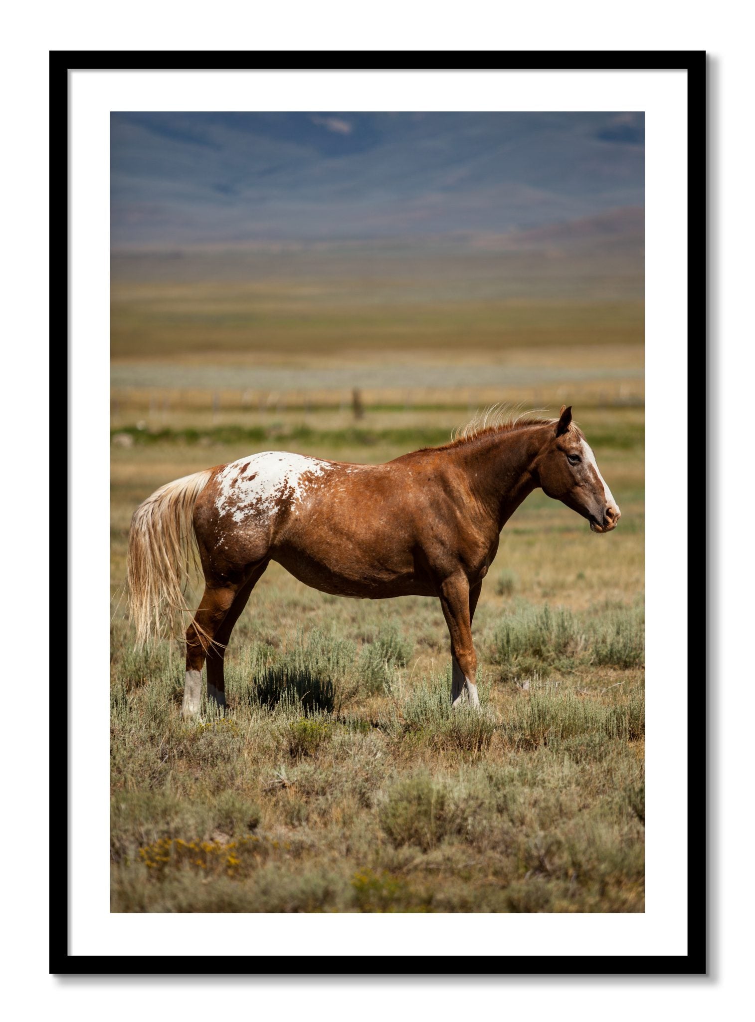 Framed photograph of Appaloosa by Dylan Ozanich, Black frame, Borders