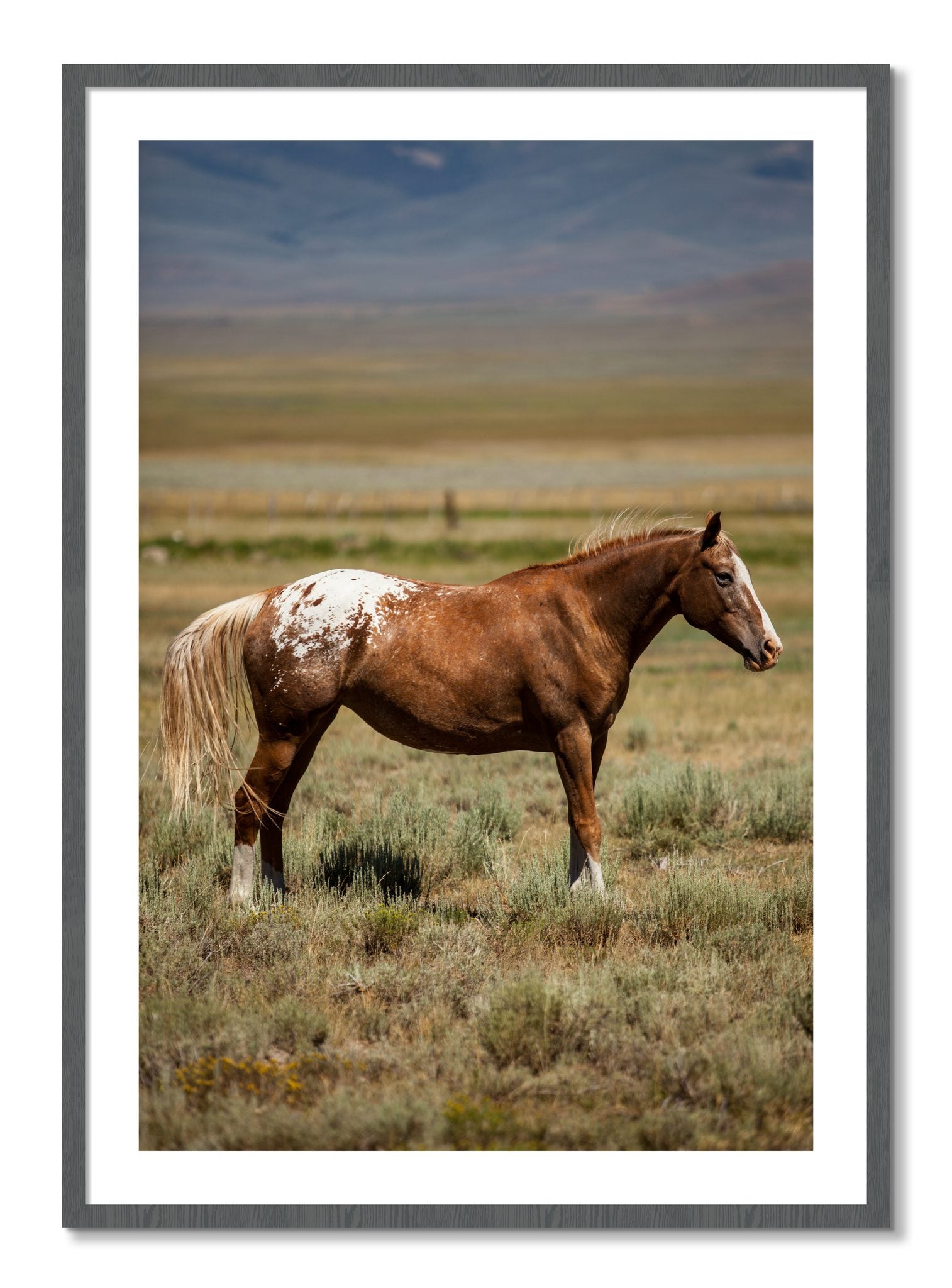 Framed photograph of Appaloosa by Dylan Ozanich, Grey frame, Borders