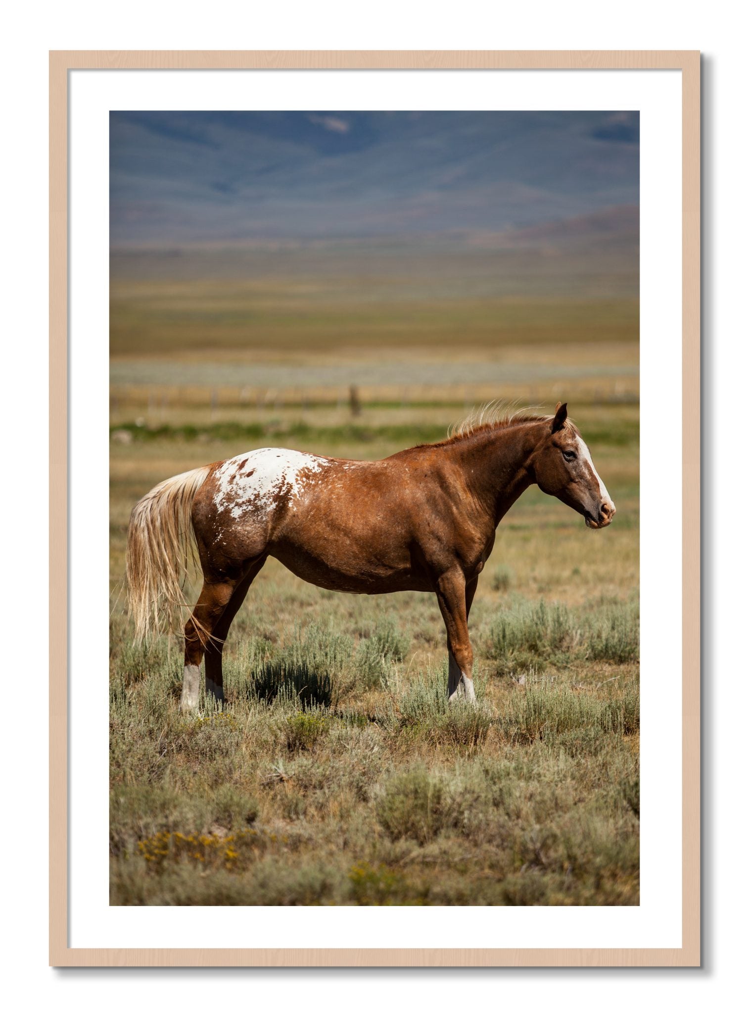 Framed photograph of Appaloosa by Dylan Ozanich, Maple frame, Borders