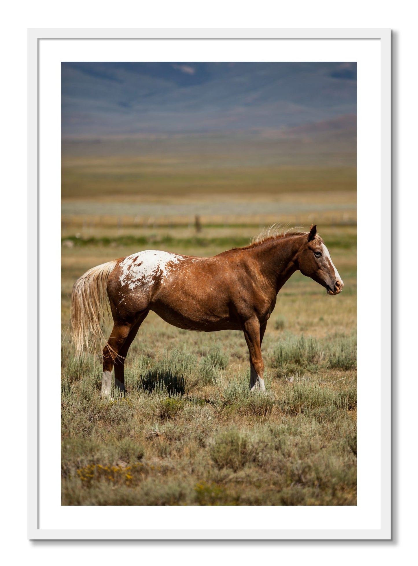 Framed photograph of Appaloosa by Dylan Ozanich, White frame, Borders