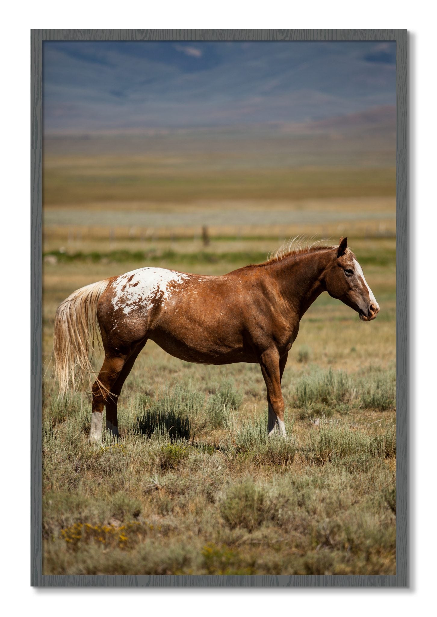 Framed photograph of Appaloosa by Dylan Ozanich, Grey frame, Full Bleed