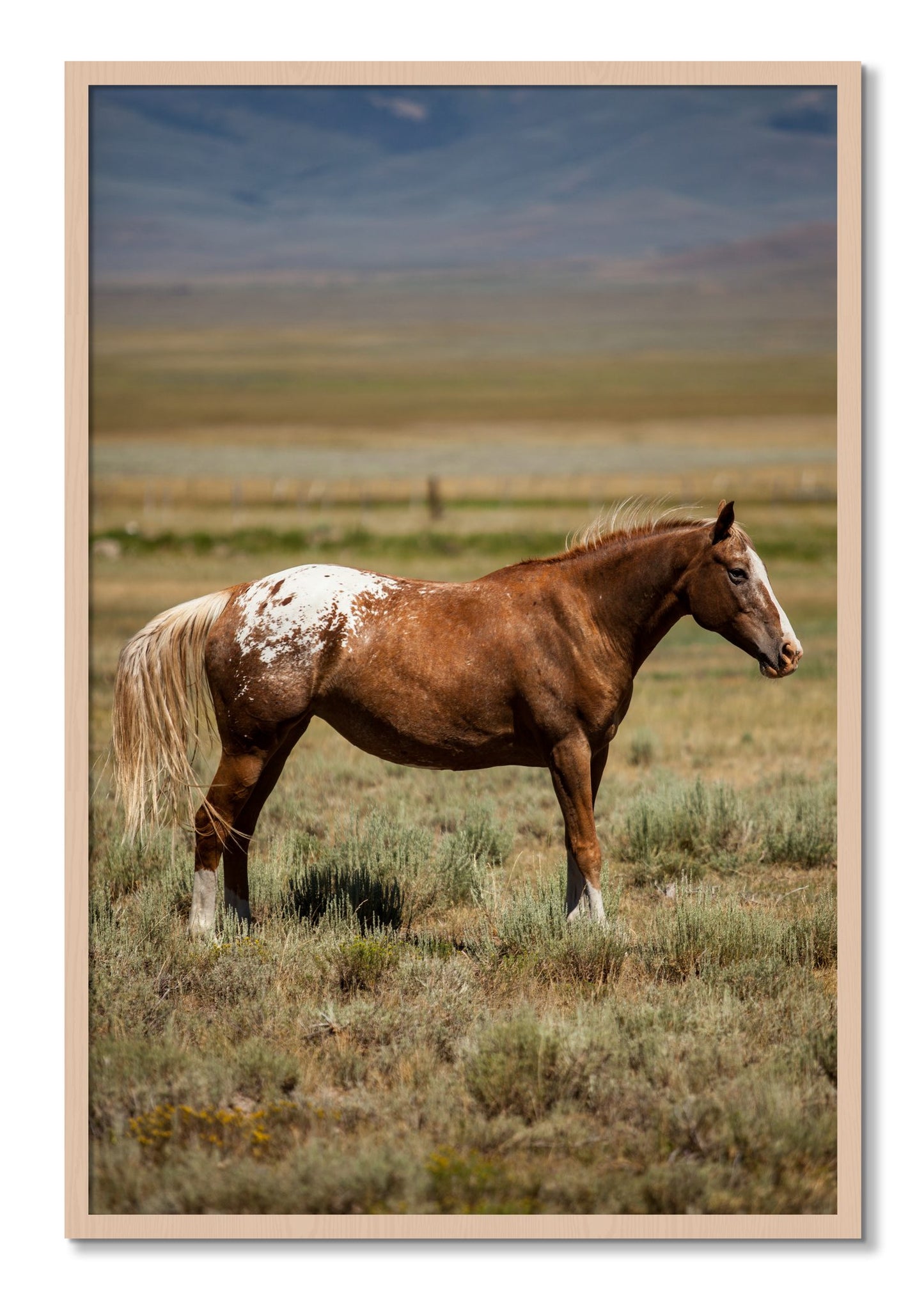 Framed photograph of Appaloosa by Dylan Ozanich, Maple frame, Full Bleed