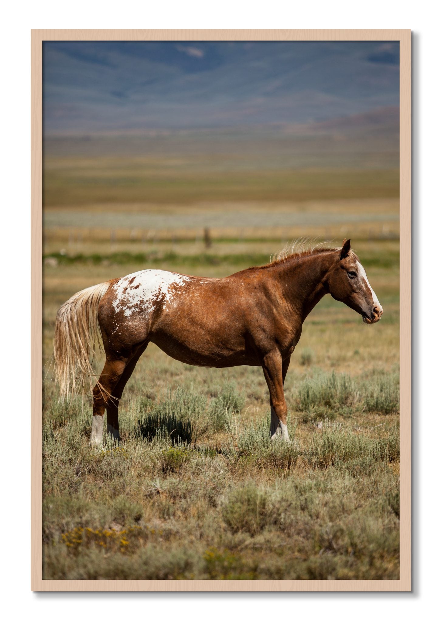 Framed photograph of Appaloosa by Dylan Ozanich, Maple frame, Full Bleed