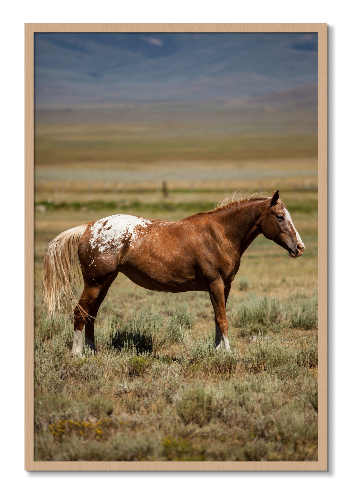 Framed photograph of Appaloosa by Dylan Ozanich, Oak frame, Full Bleed