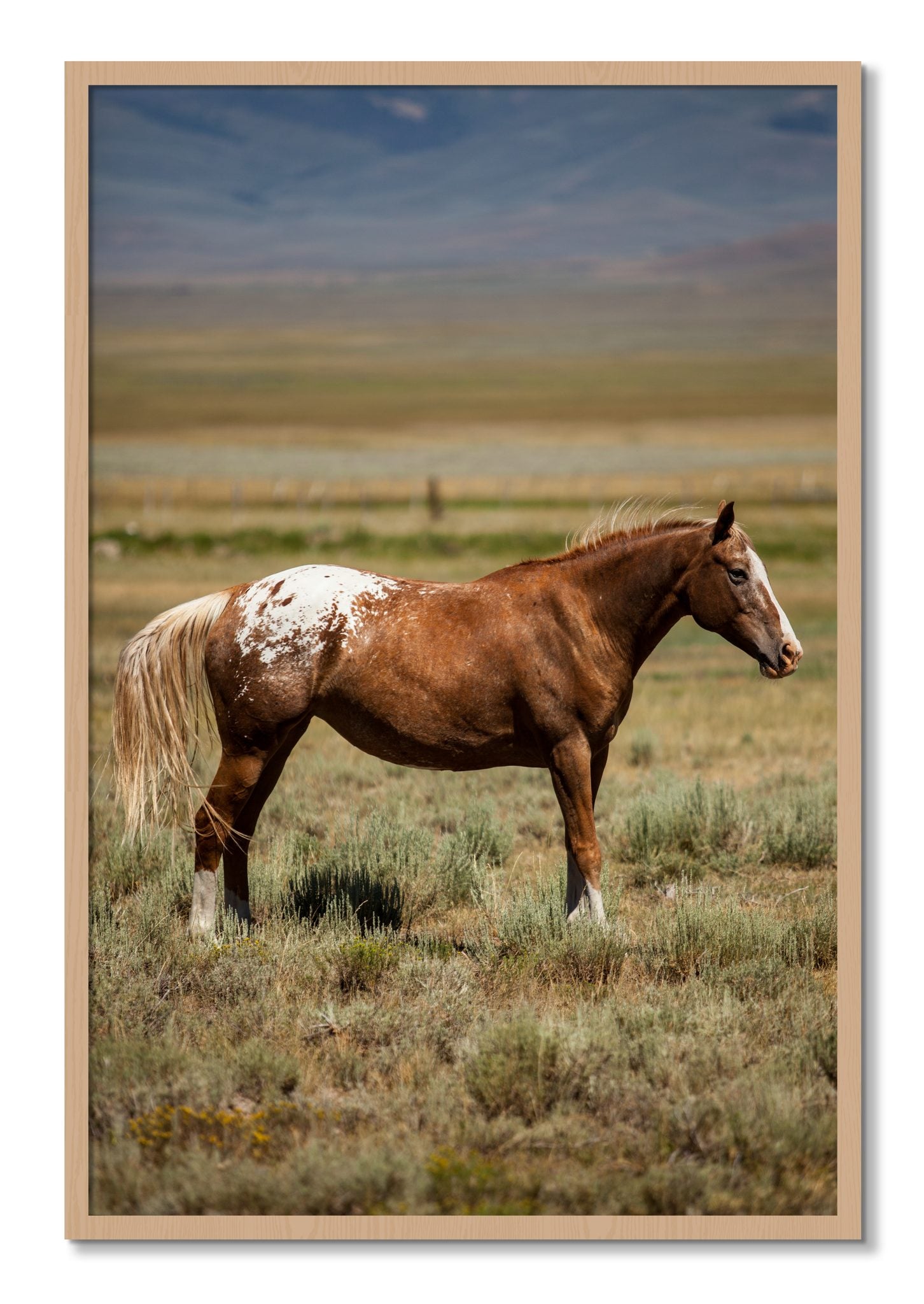Framed photograph of Appaloosa by Dylan Ozanich, Oak frame, Full Bleed