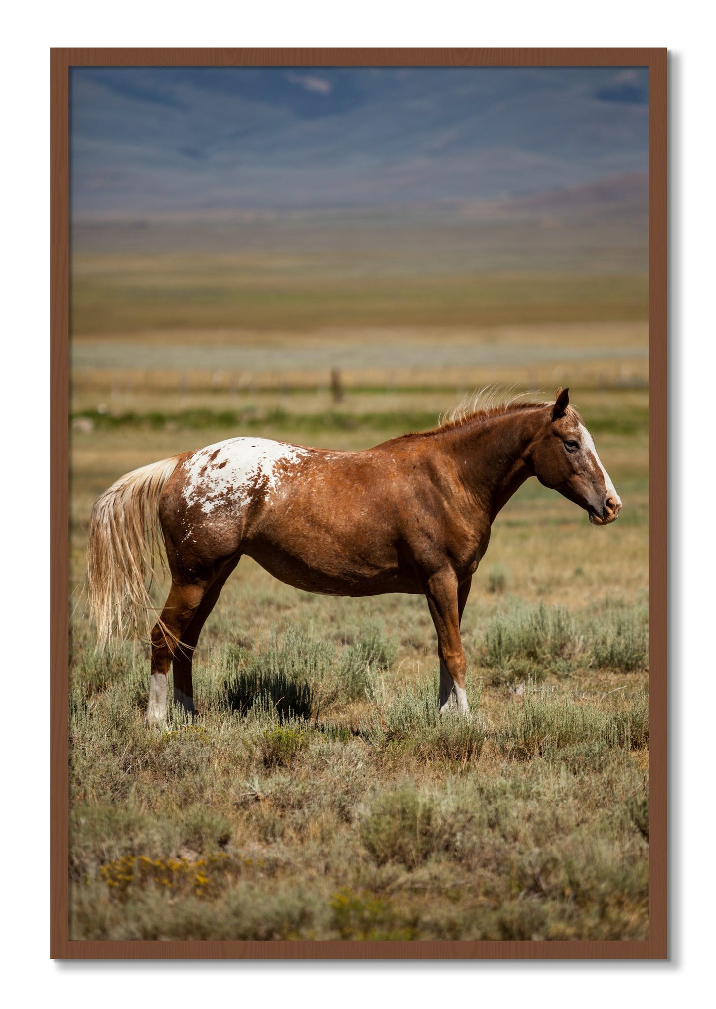 Framed photograph of Appaloosa by Dylan Ozanich, Walnut frame, Full Bleed