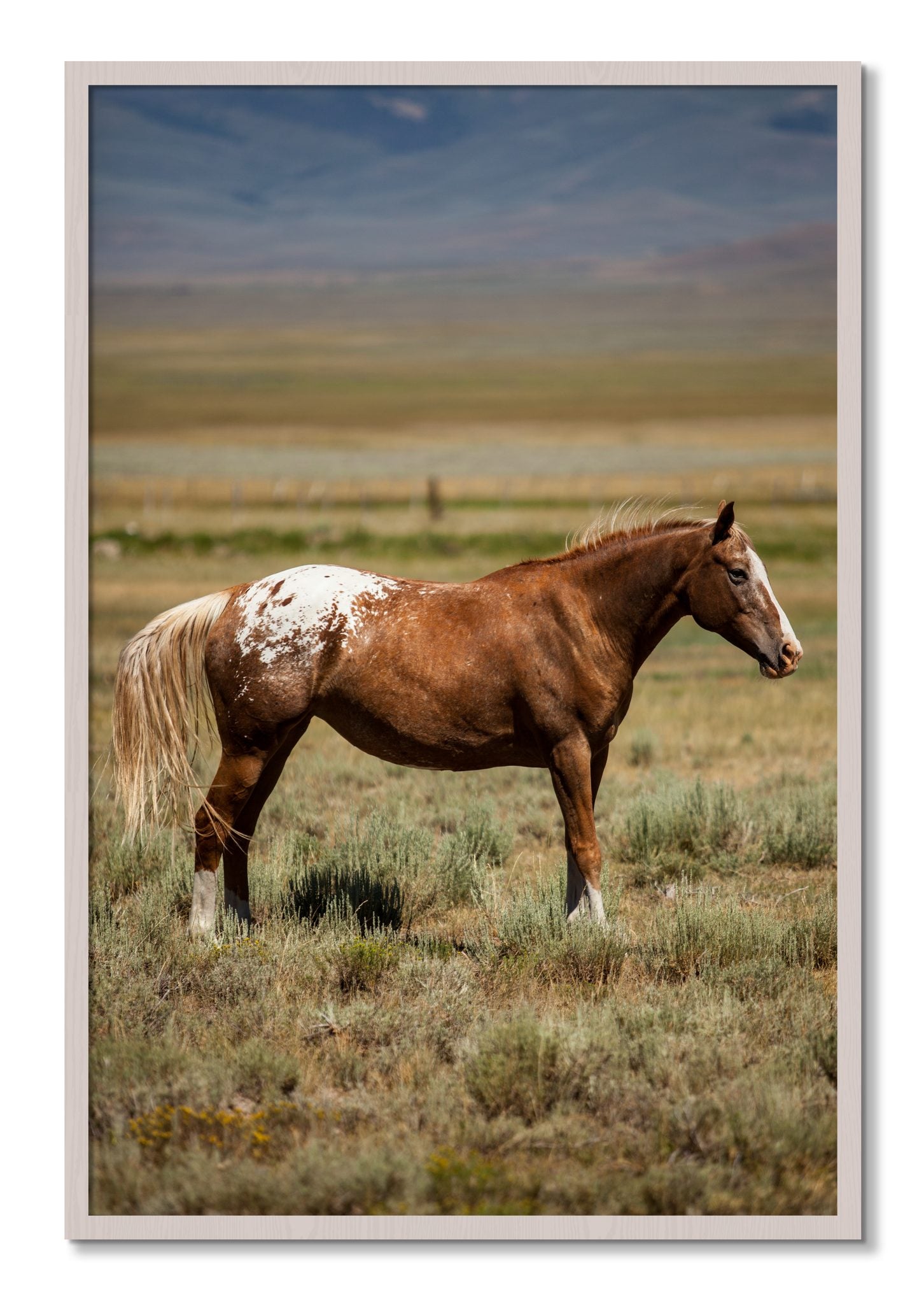Framed photograph of Appaloosa by Dylan Ozanich, White Maple frame, Full Bleed