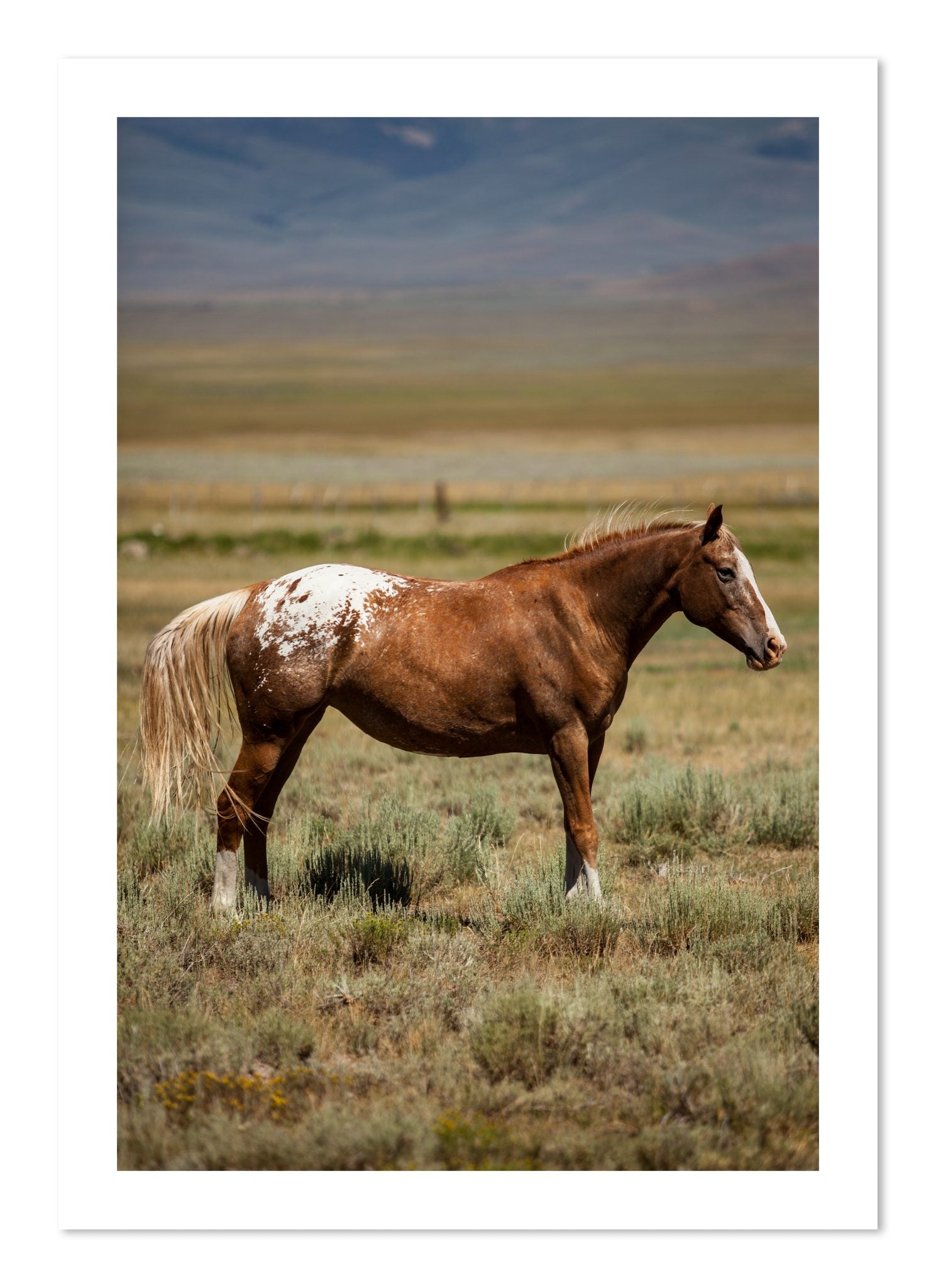 Fine art print of Appaloosa by Dylan Ozanich, unframed