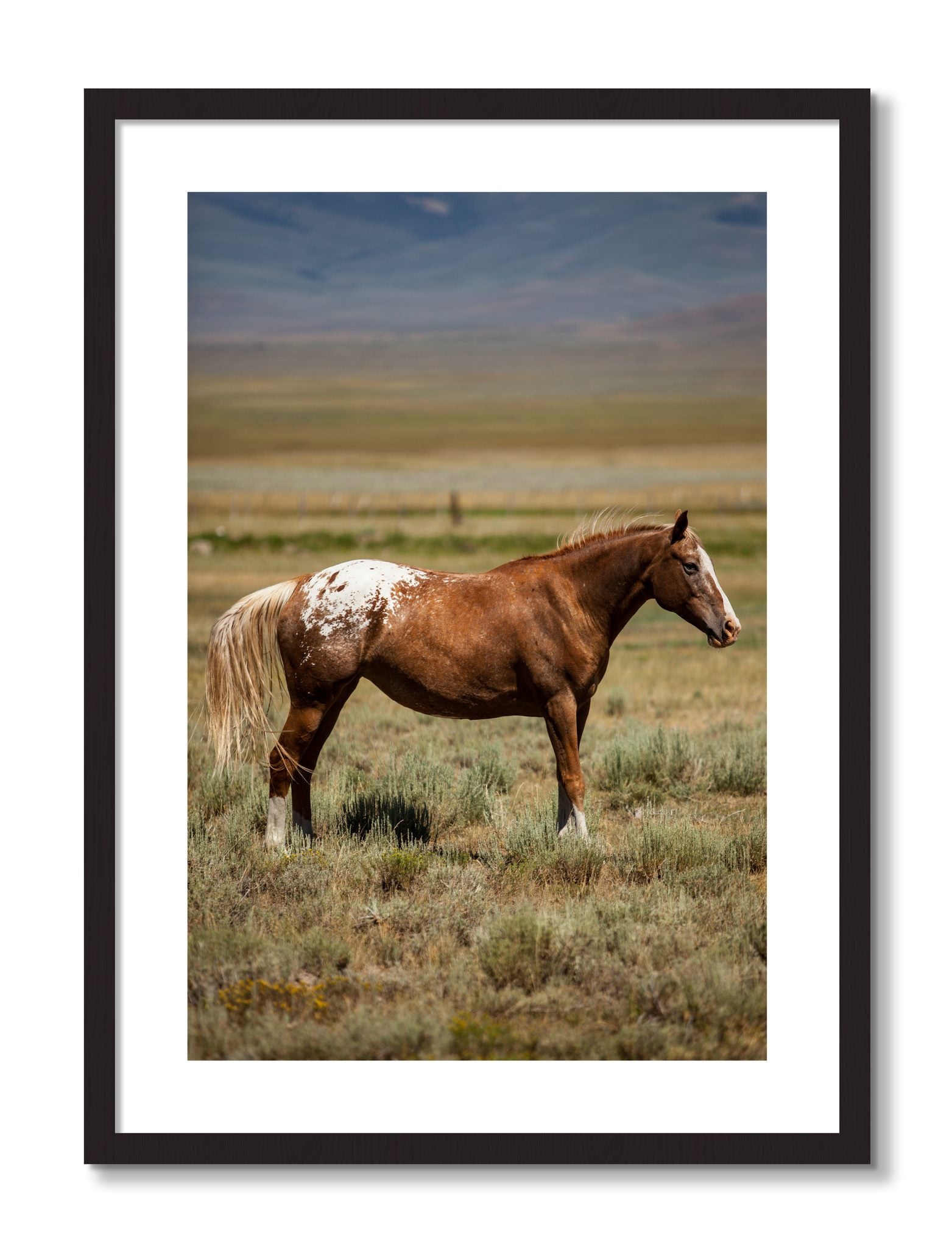 Framed photograph of Appaloosa by Dylan Ozanich, Black frame, Borders