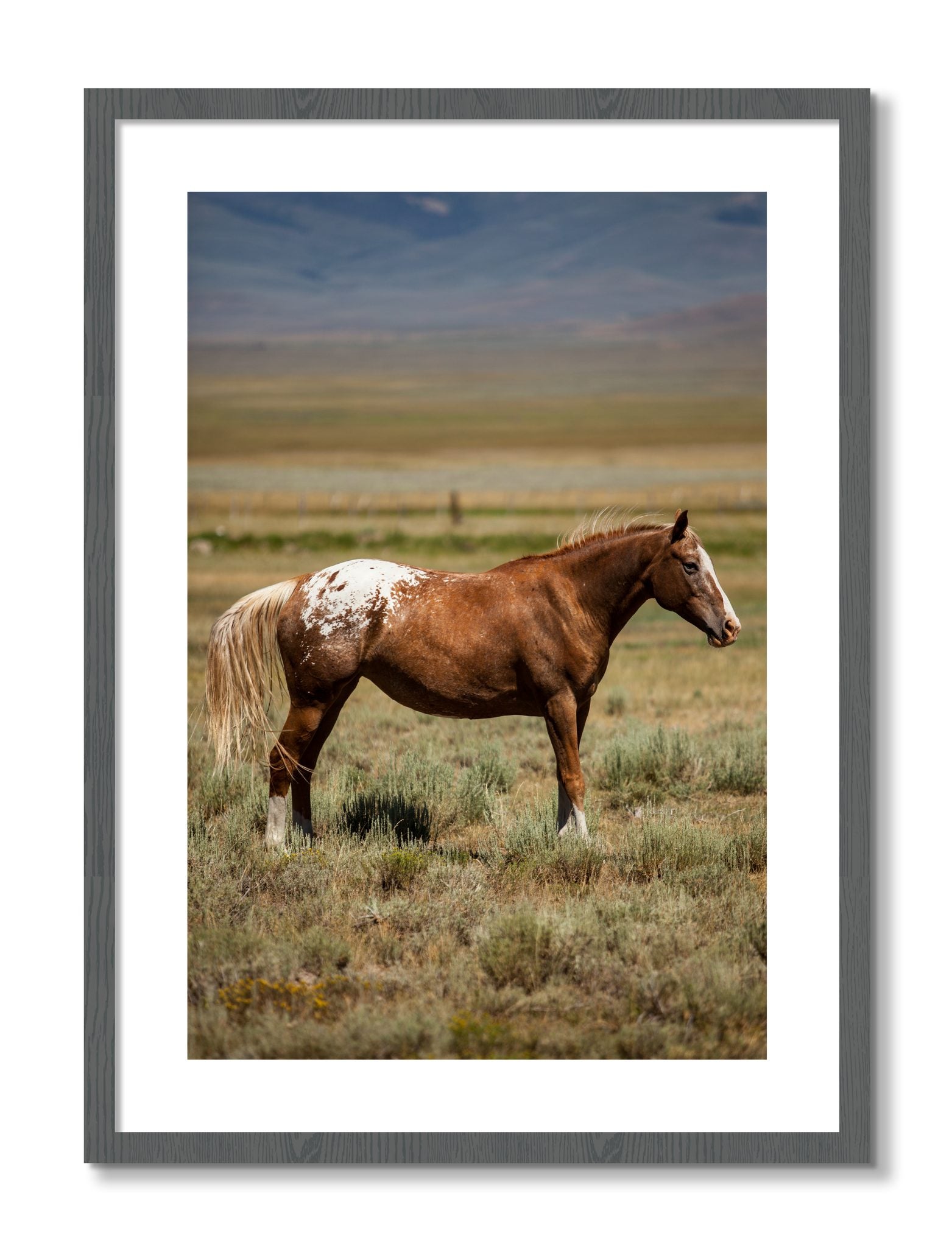 Framed photograph of Appaloosa by Dylan Ozanich, Grey frame, Borders