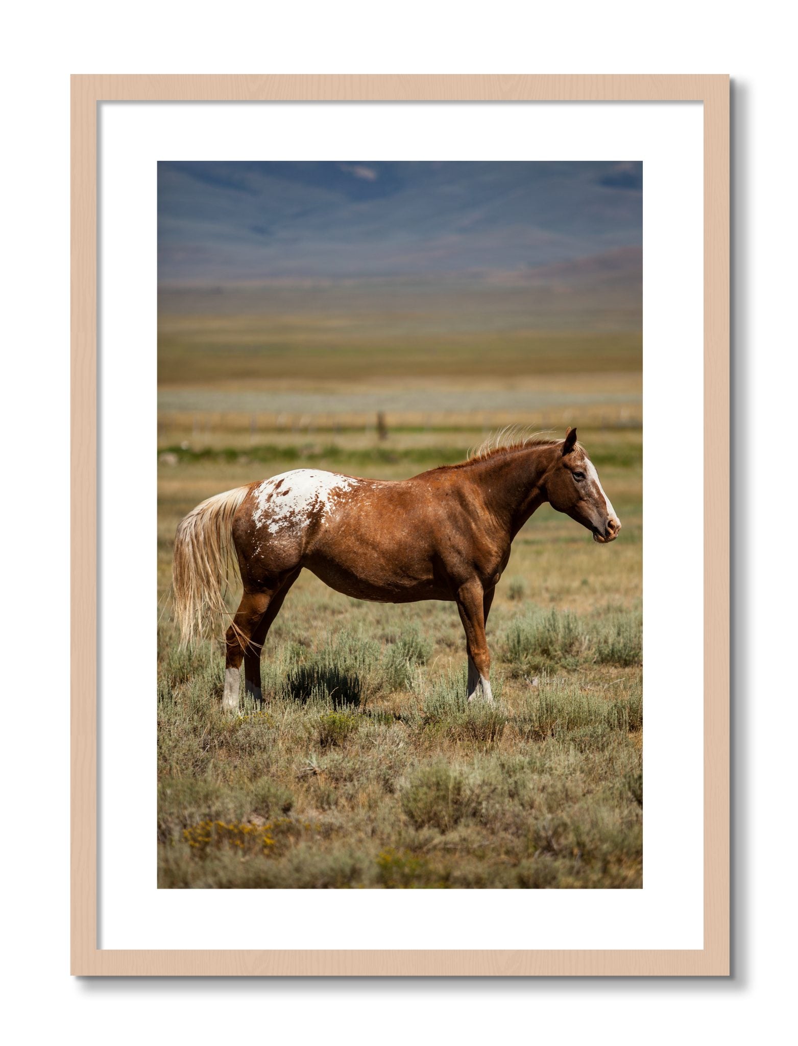 Framed photograph of Appaloosa by Dylan Ozanich, Maple frame, Borders