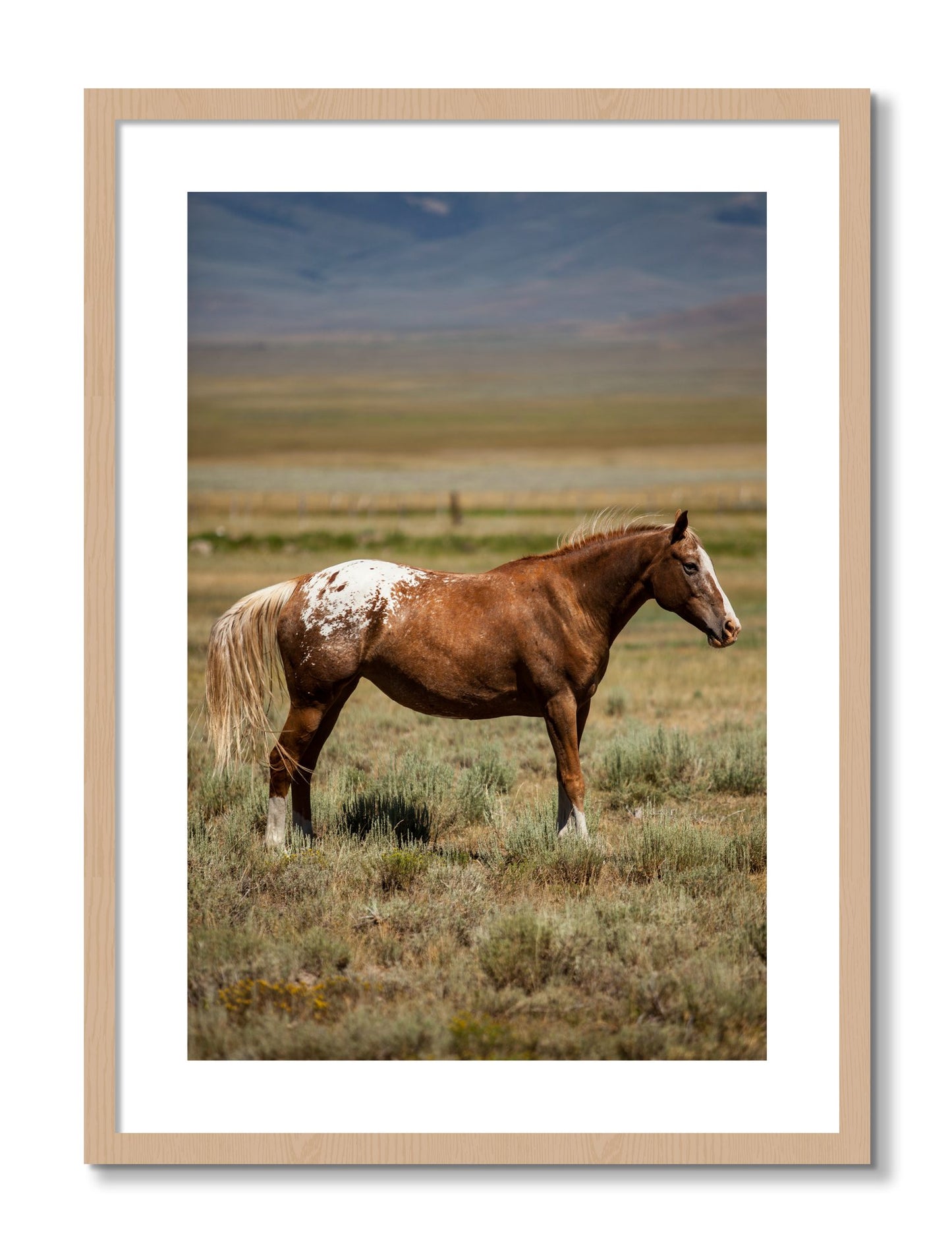Framed photograph of Appaloosa by Dylan Ozanich, Oak frame, Borders