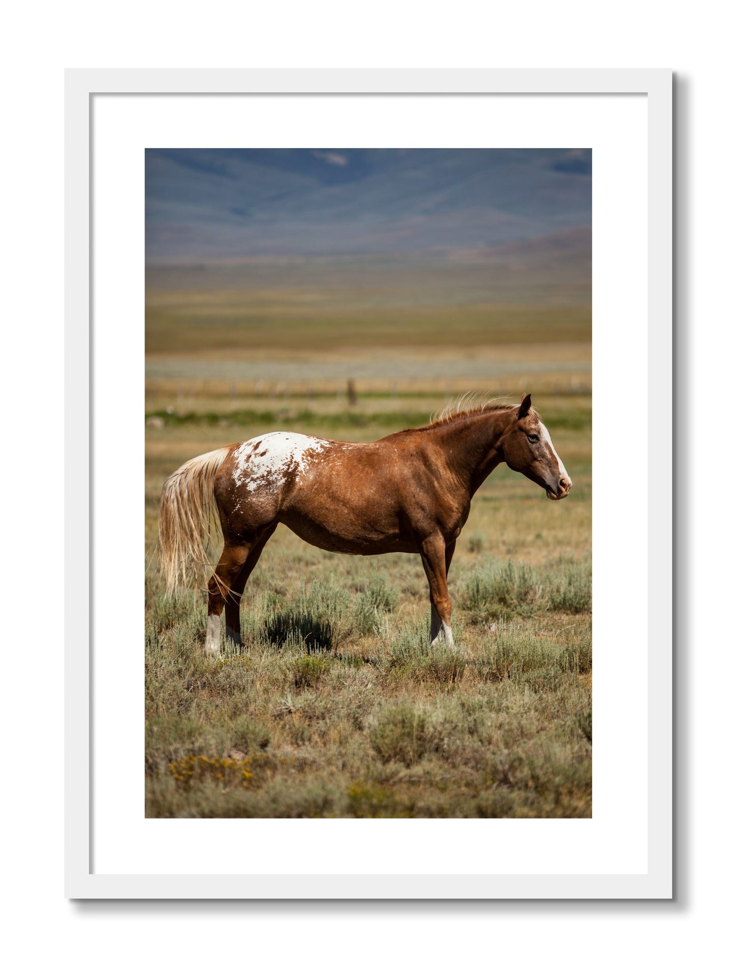 Framed photograph of Appaloosa by Dylan Ozanich, White frame, Borders