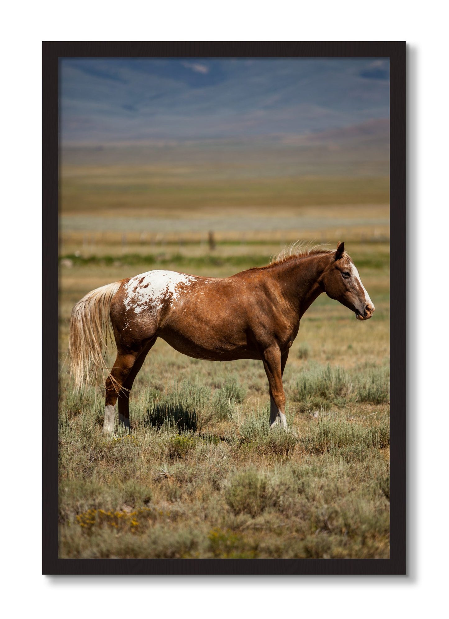 Framed photograph of Appaloosa by Dylan Ozanich, Black Walnut frame, Full Bleed