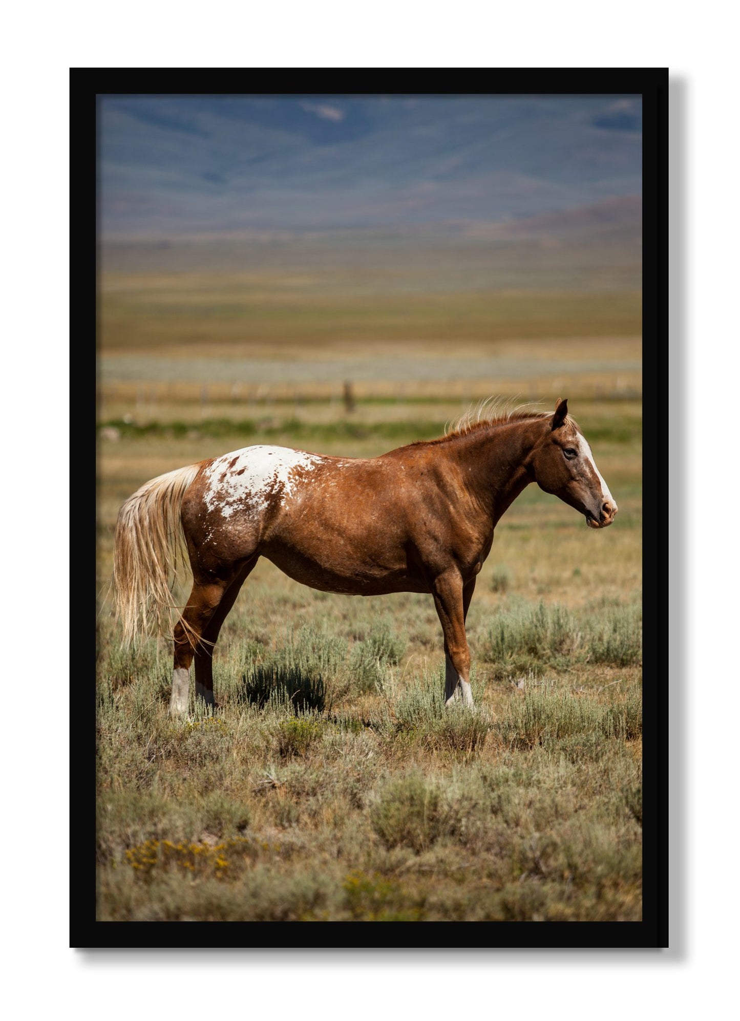 Framed photograph of Appaloosa by Dylan Ozanich, Black frame, Full Bleed