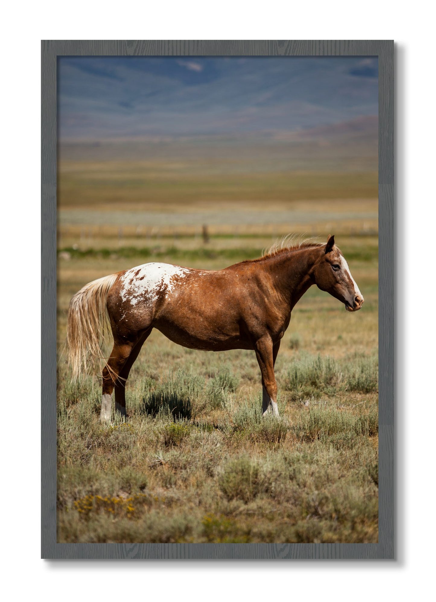 Framed photograph of Appaloosa by Dylan Ozanich, Grey frame, Full Bleed