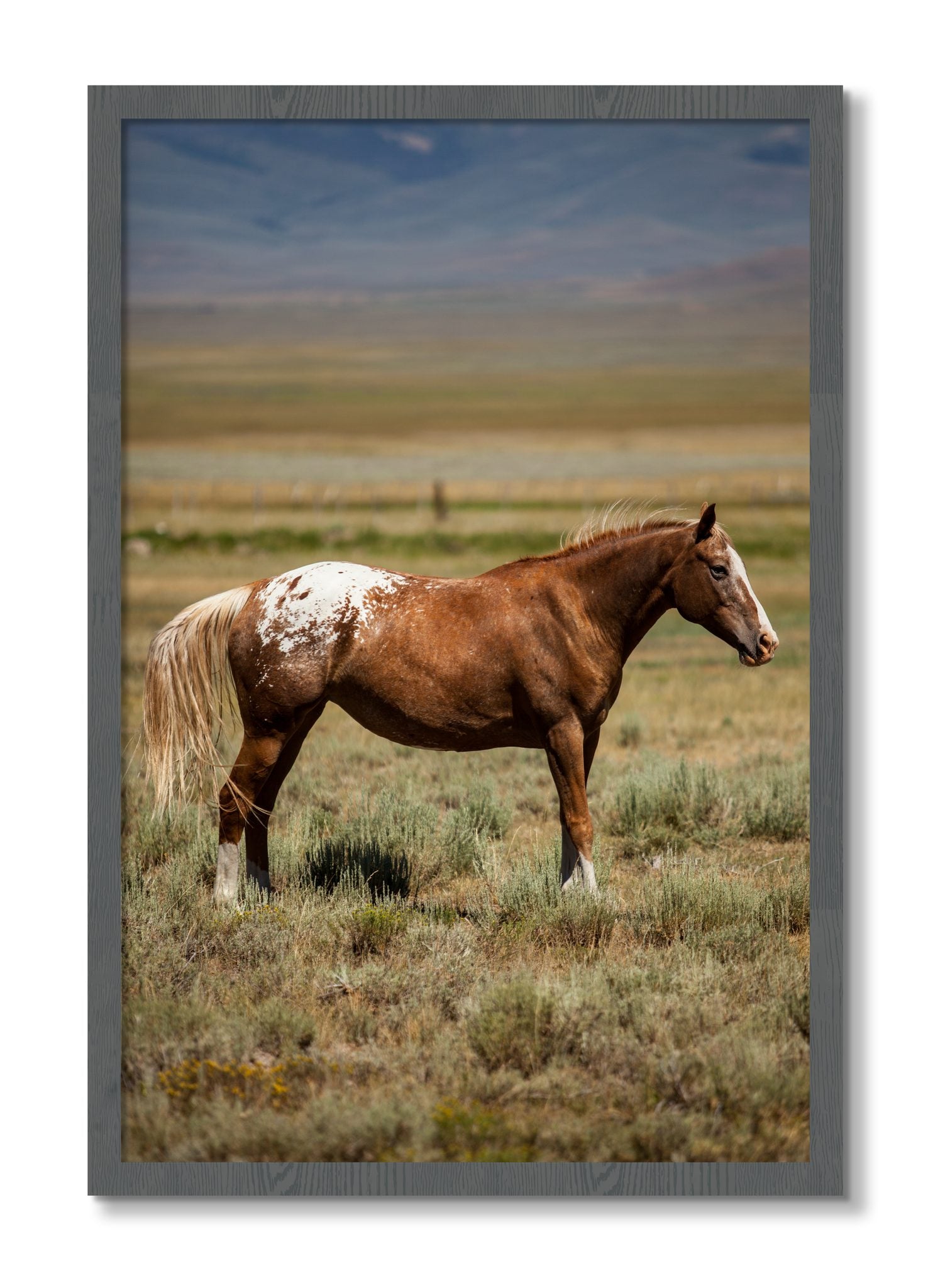 Framed photograph of Appaloosa by Dylan Ozanich, Grey frame, Full Bleed