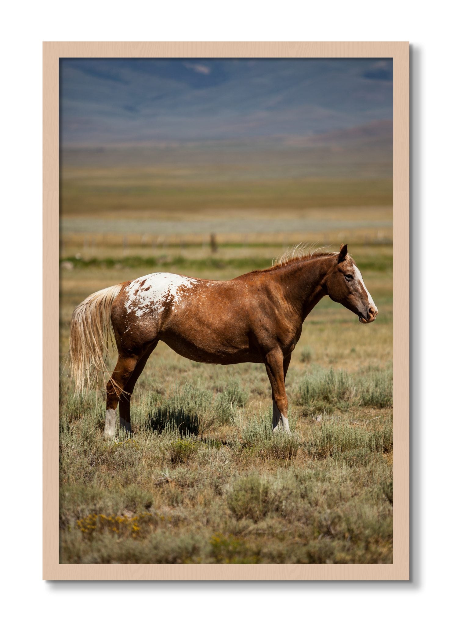 Framed photograph of Appaloosa by Dylan Ozanich, Maple frame, Full Bleed