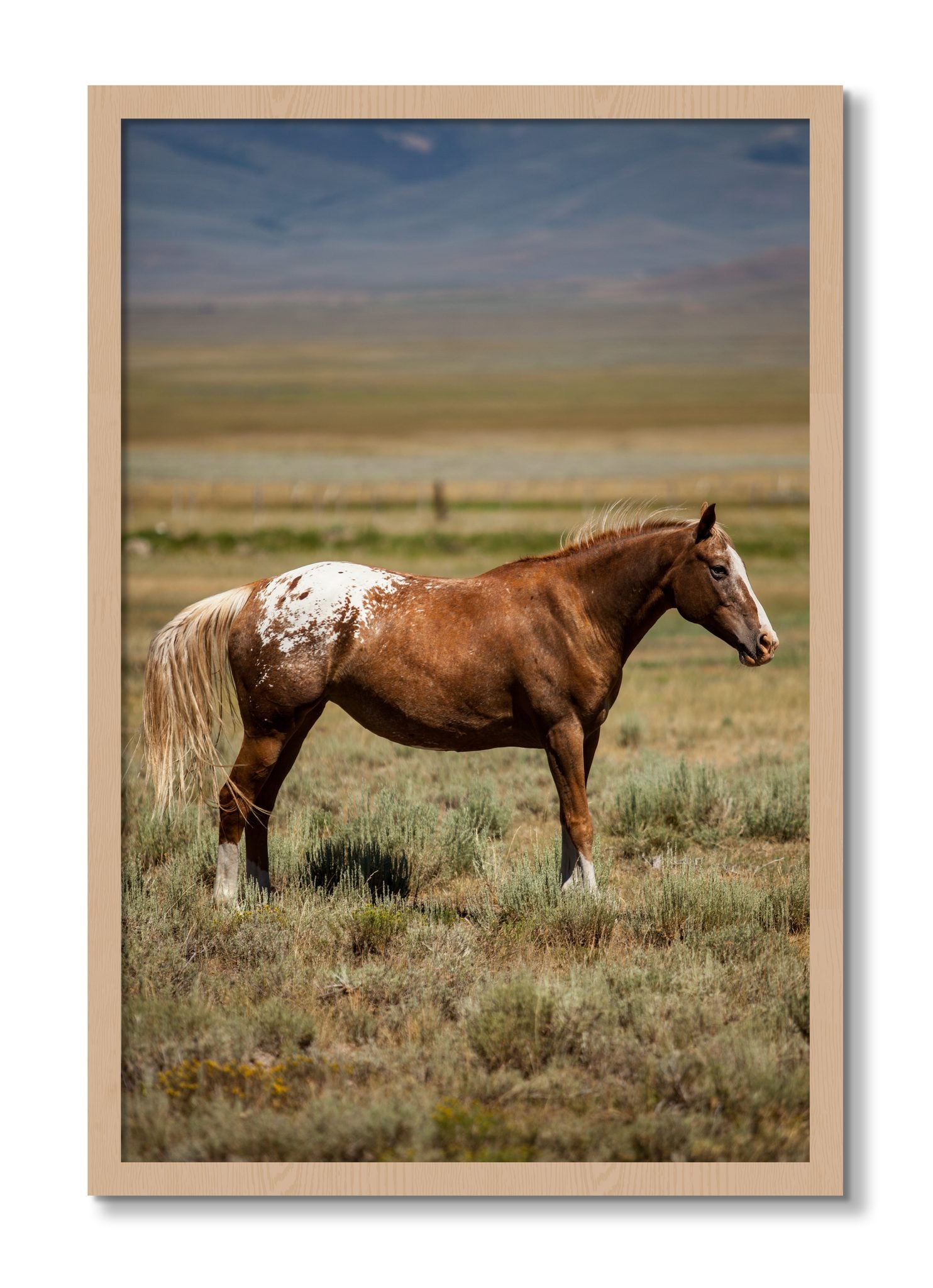 Framed photograph of Appaloosa by Dylan Ozanich, Oak frame, Full Bleed