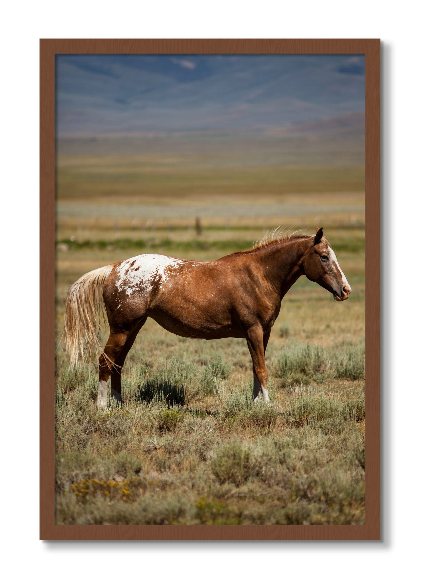 Framed photograph of Appaloosa by Dylan Ozanich, Walnut frame, Full Bleed