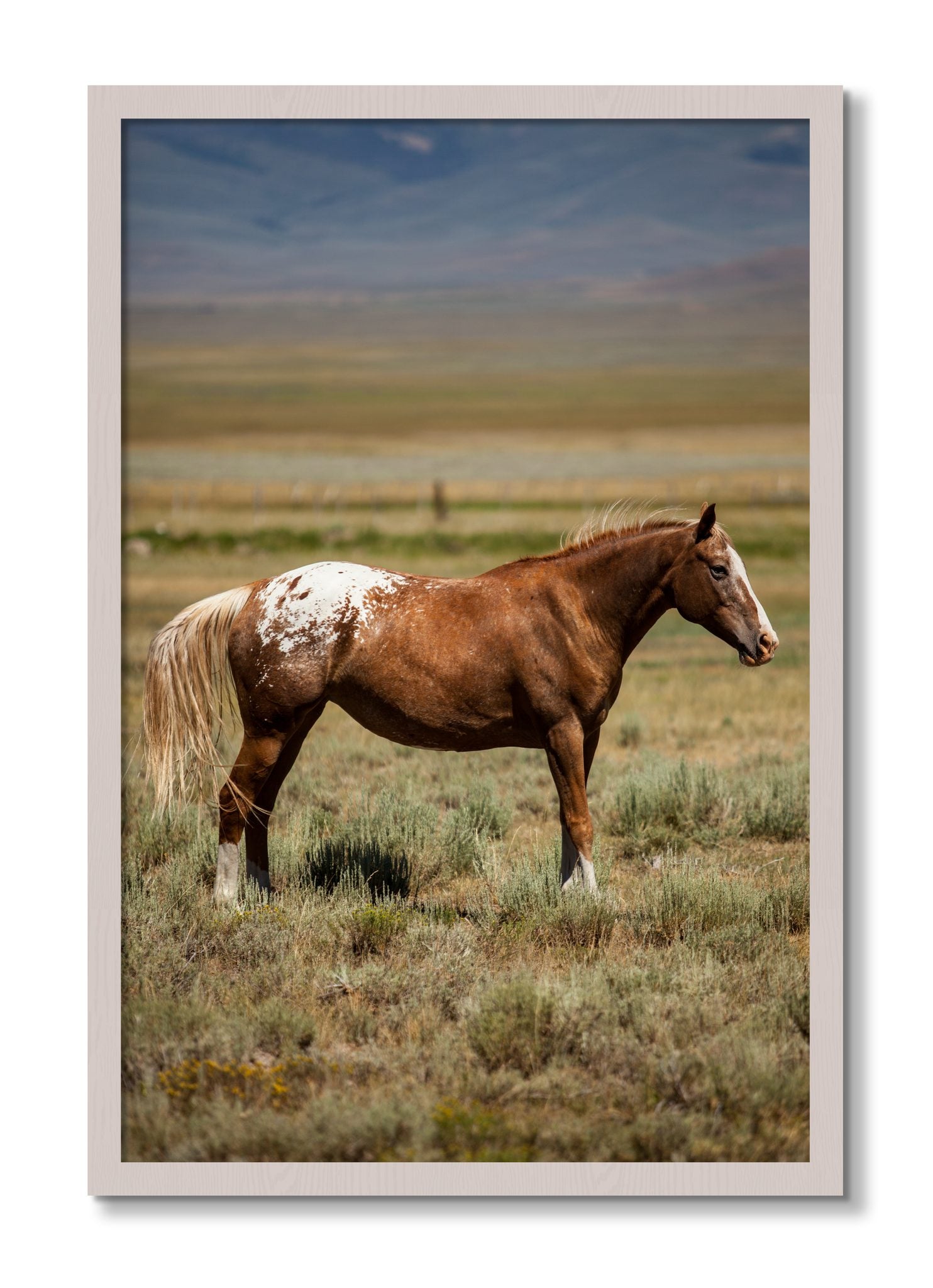 Framed photograph of Appaloosa by Dylan Ozanich, White Maple frame, Full Bleed