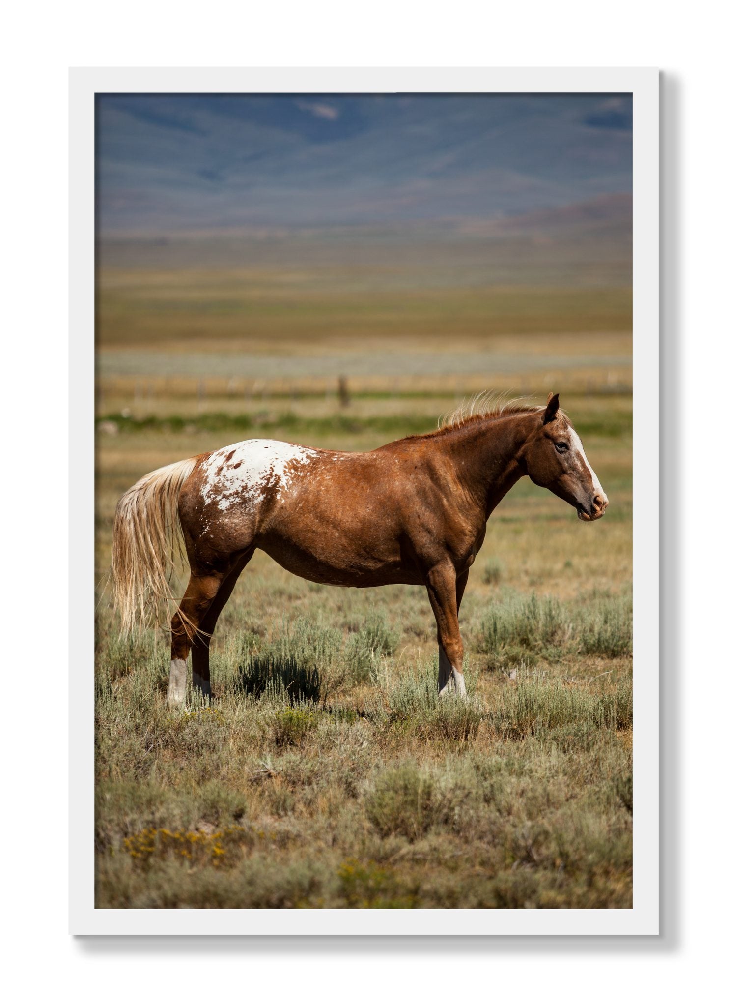 Framed photograph of Appaloosa by Dylan Ozanich, White frame, Full Bleed