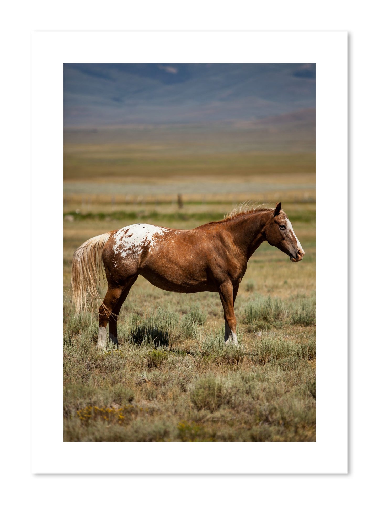 Fine art print of Appaloosa by Dylan Ozanich, unframed